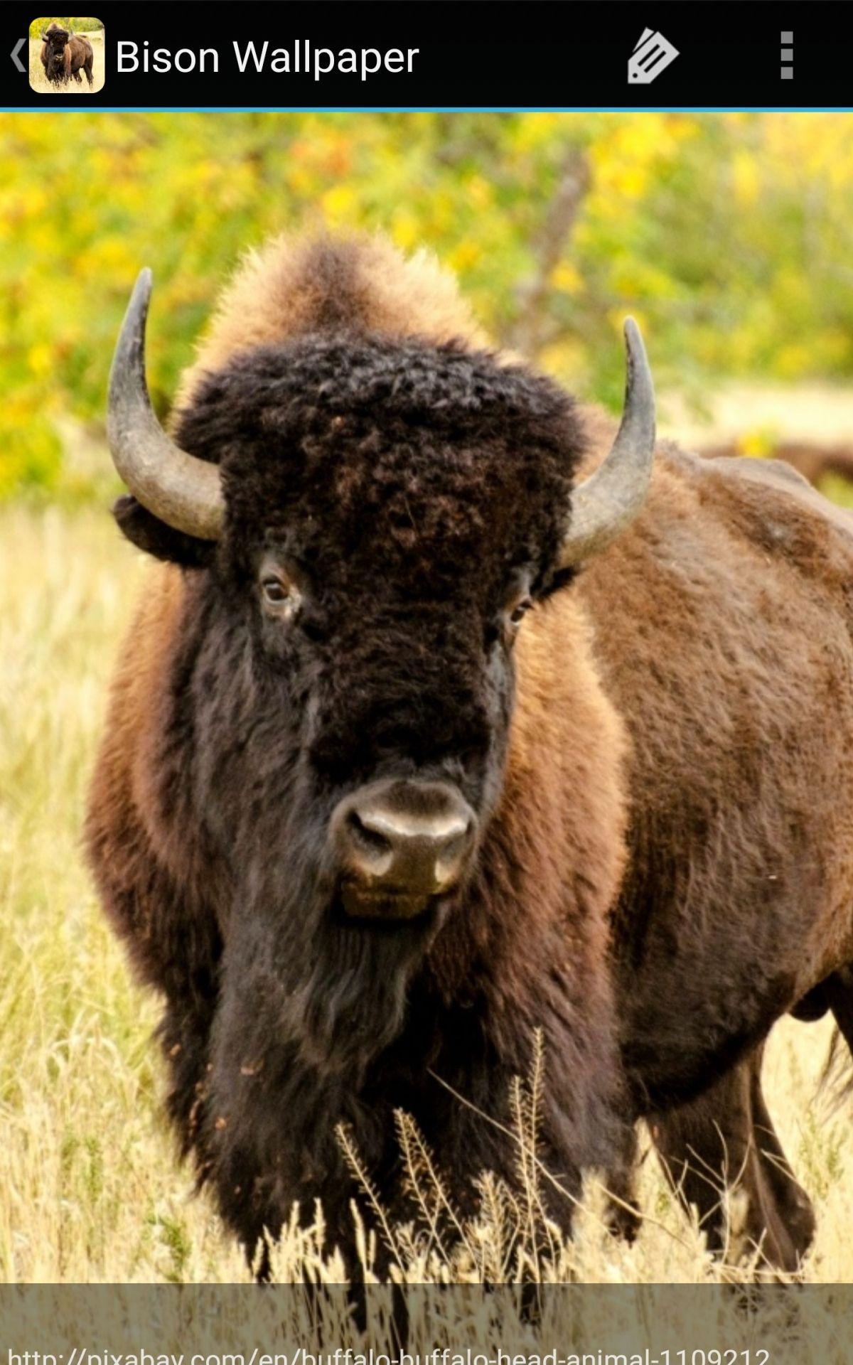 1200x1920 Bison Wallpaper: Appstore for Android