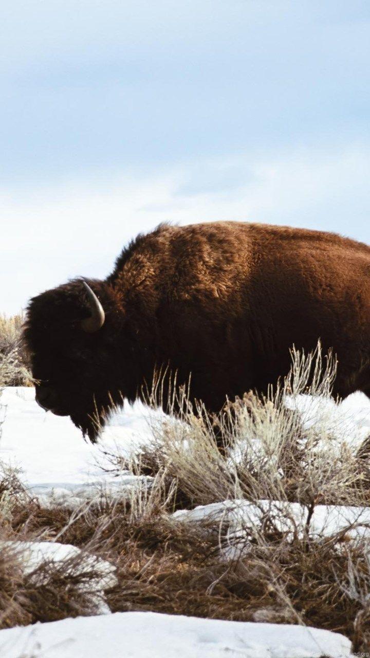 720x1280 American Bison Wallpaper Desktop Background