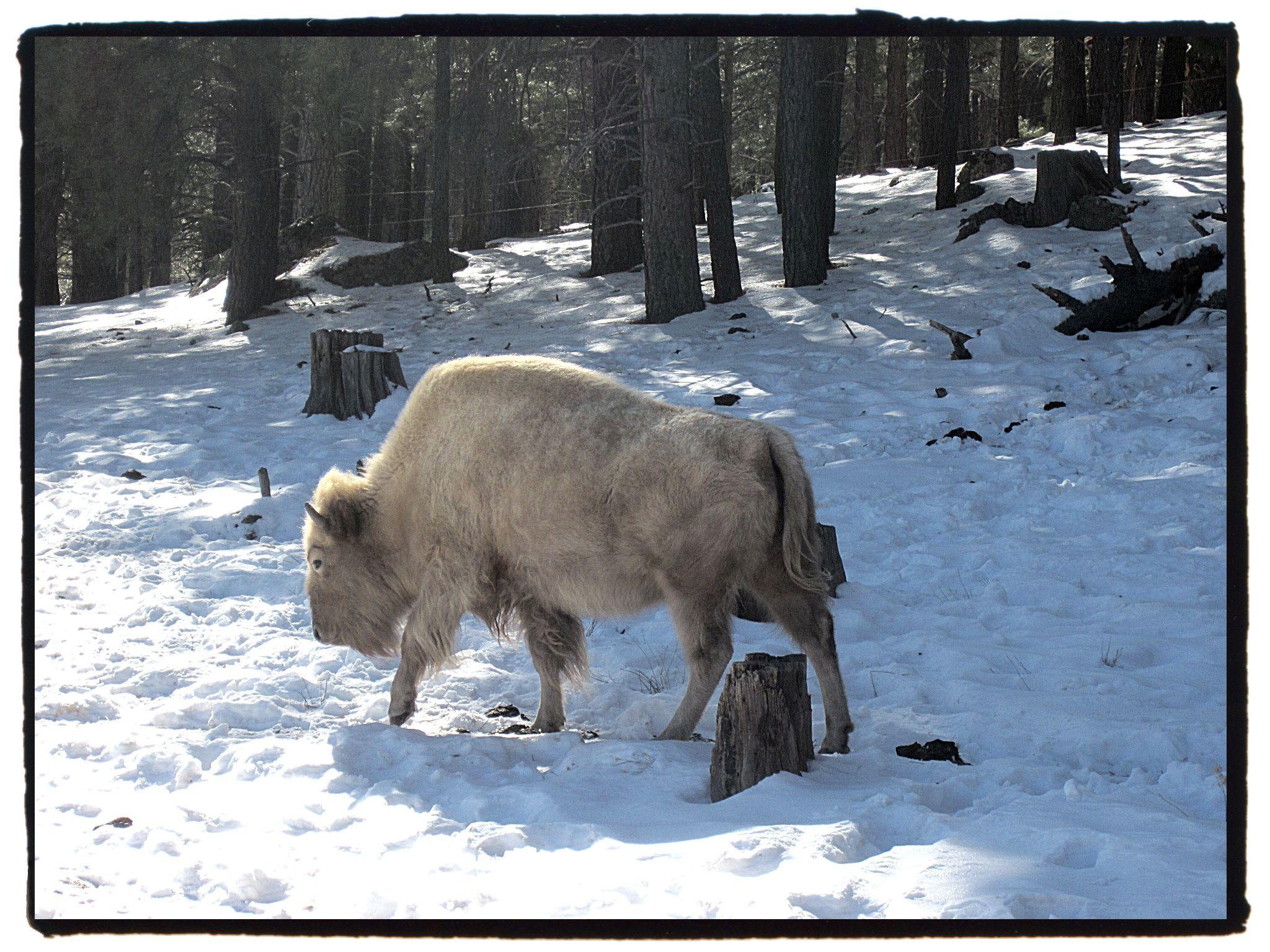 2048x1536 Winter White Wildlife • The National Wildlife Federation Blog