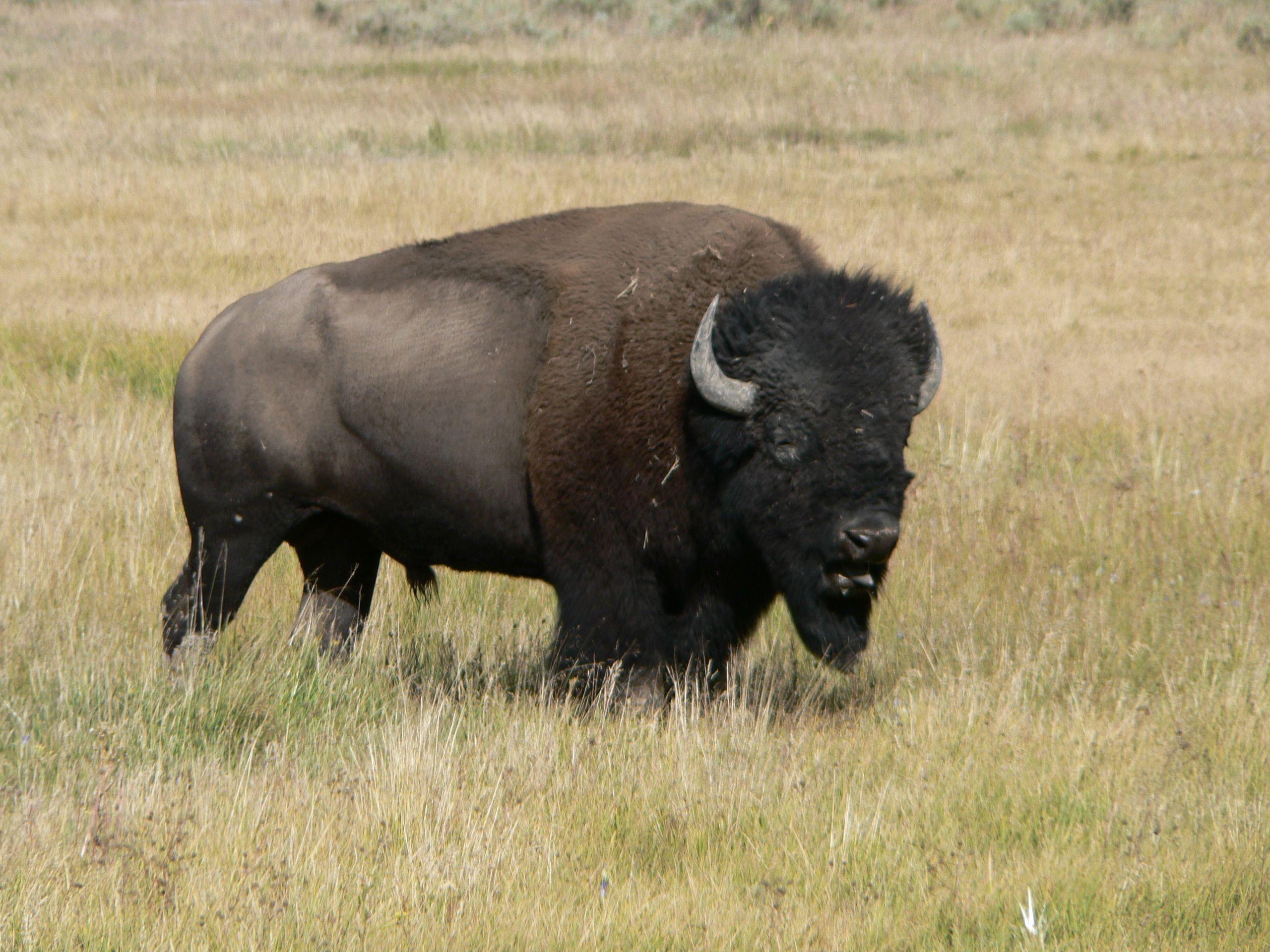 2560x1920 When Guns are Outlawed, only Outlaws will have Bison