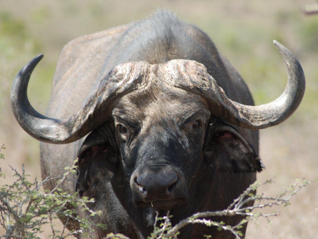 1024x768 American Buffalo are Not Actually Buffalo