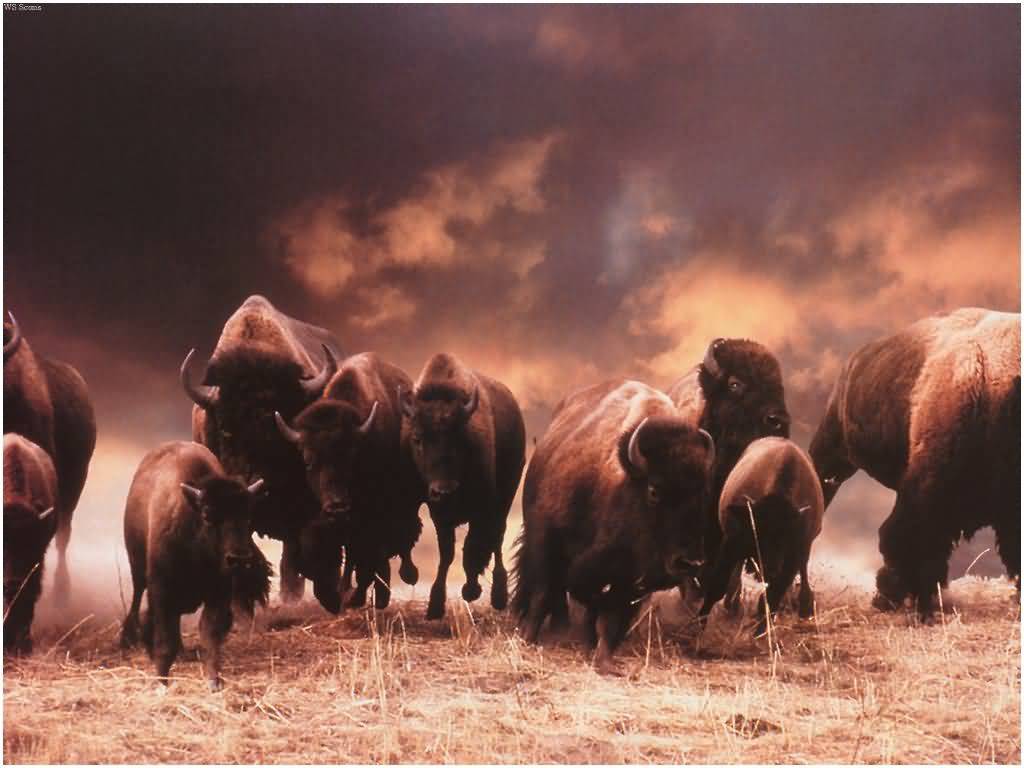 1024x768 American Bison (summer) Socks