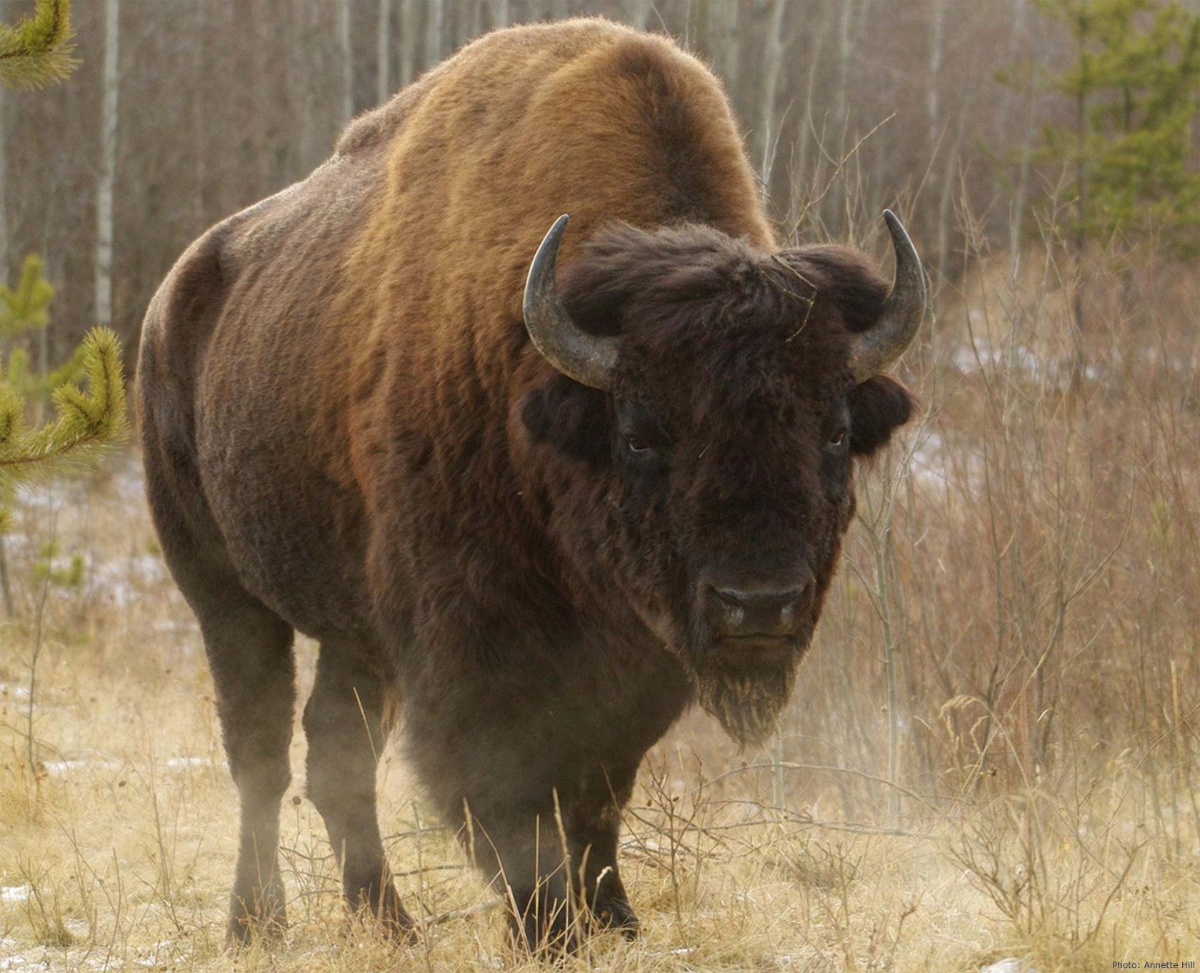 1680x1362 bison Desktop Background