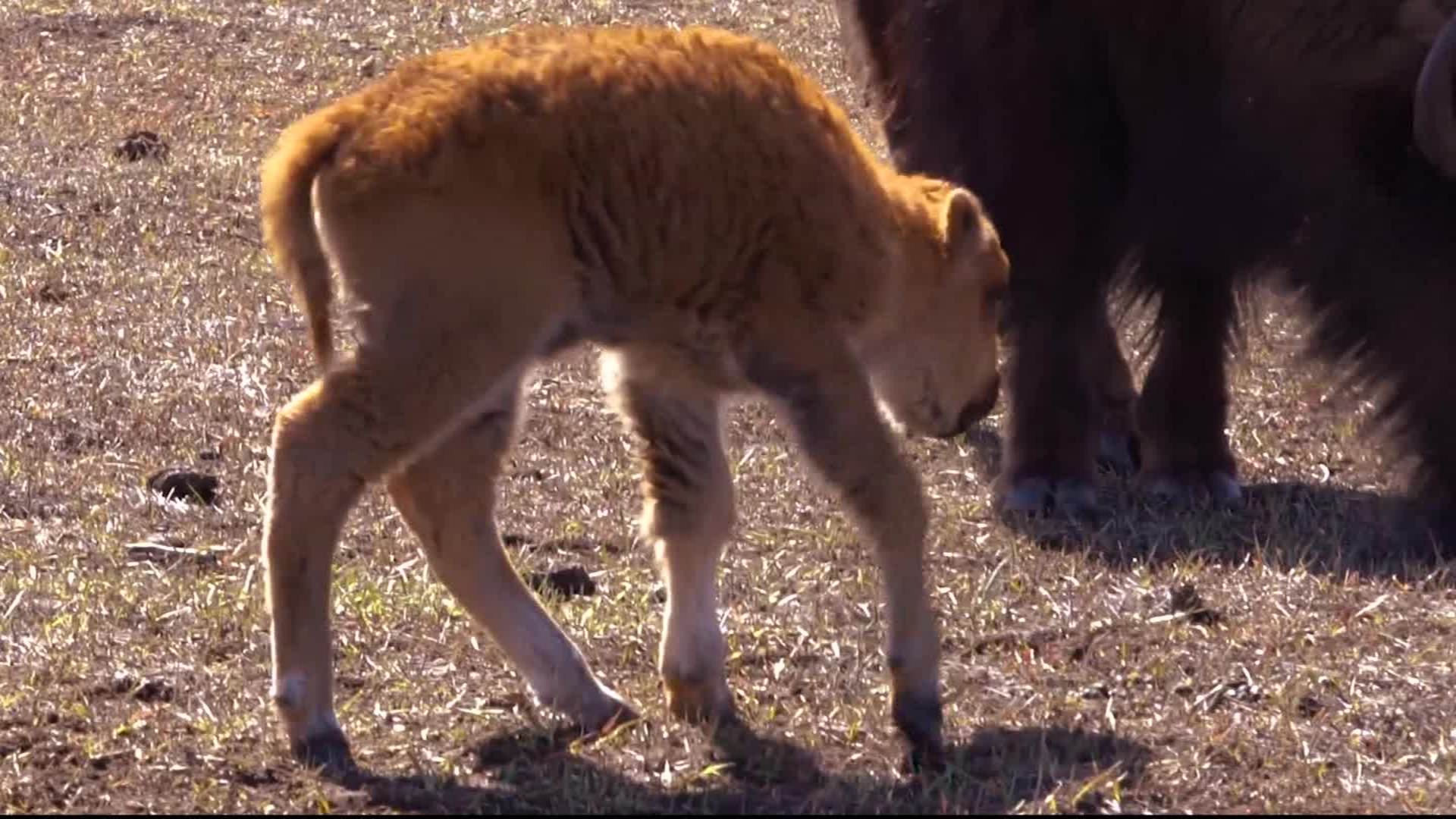 1920x1080 It's a girl! State park welcomes first buffalo of 2018