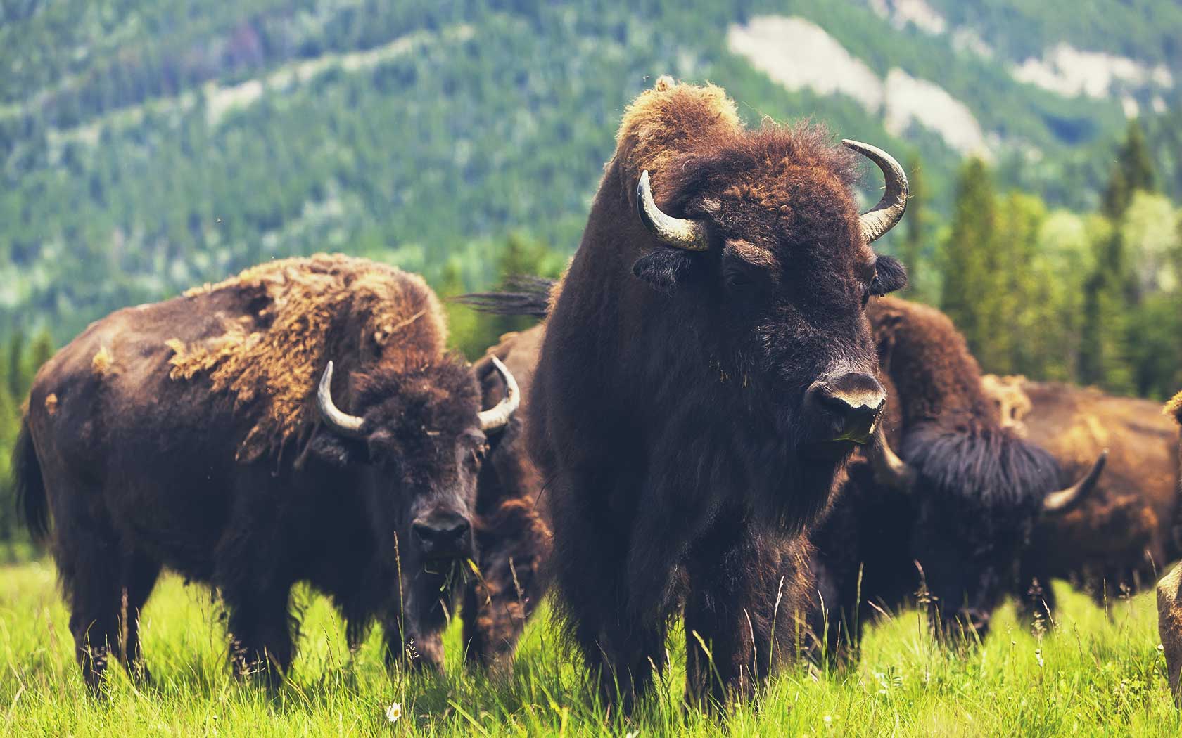1680x1050 Bison vs. Beef: Which Red Meat is Better?