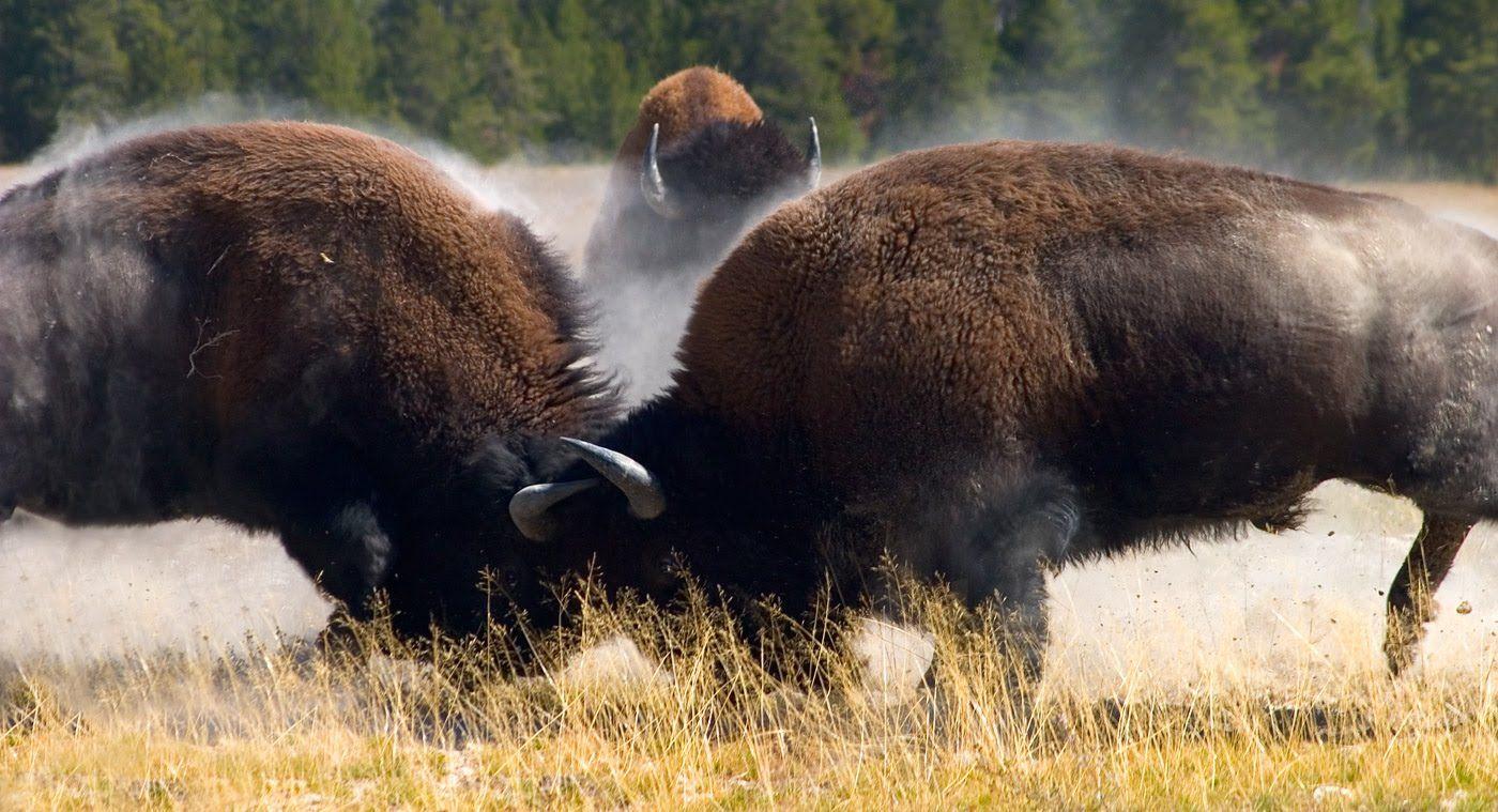 1400x759 American Bison North America's Iconic Animal Animals In Wild