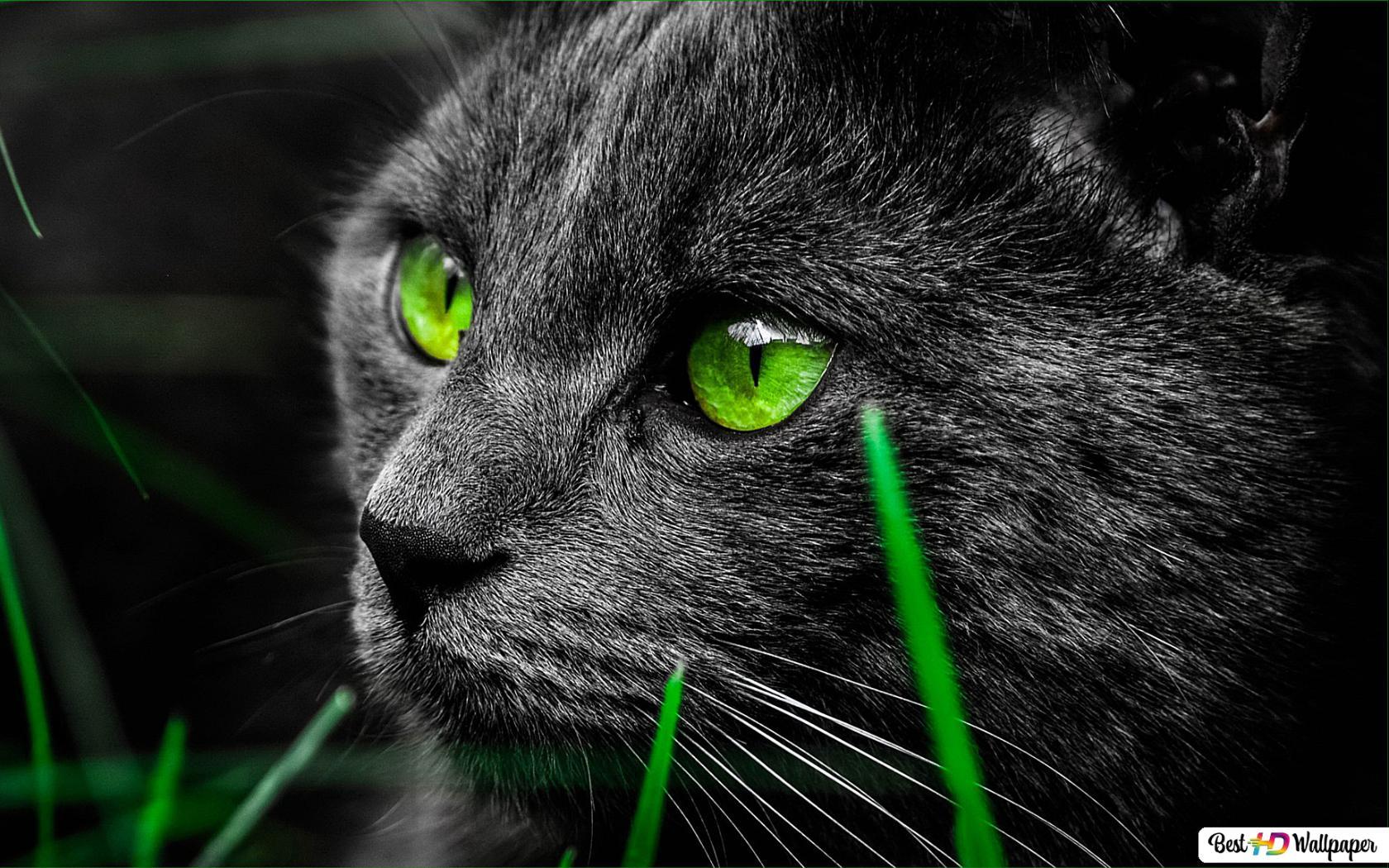 1680x1050 The Bombay cat, black cat with green eyes HD wallpaper download