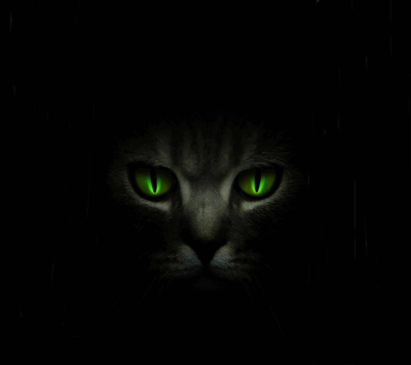 1440x1280 Black Kittens With Green Eyes Wallpaper
