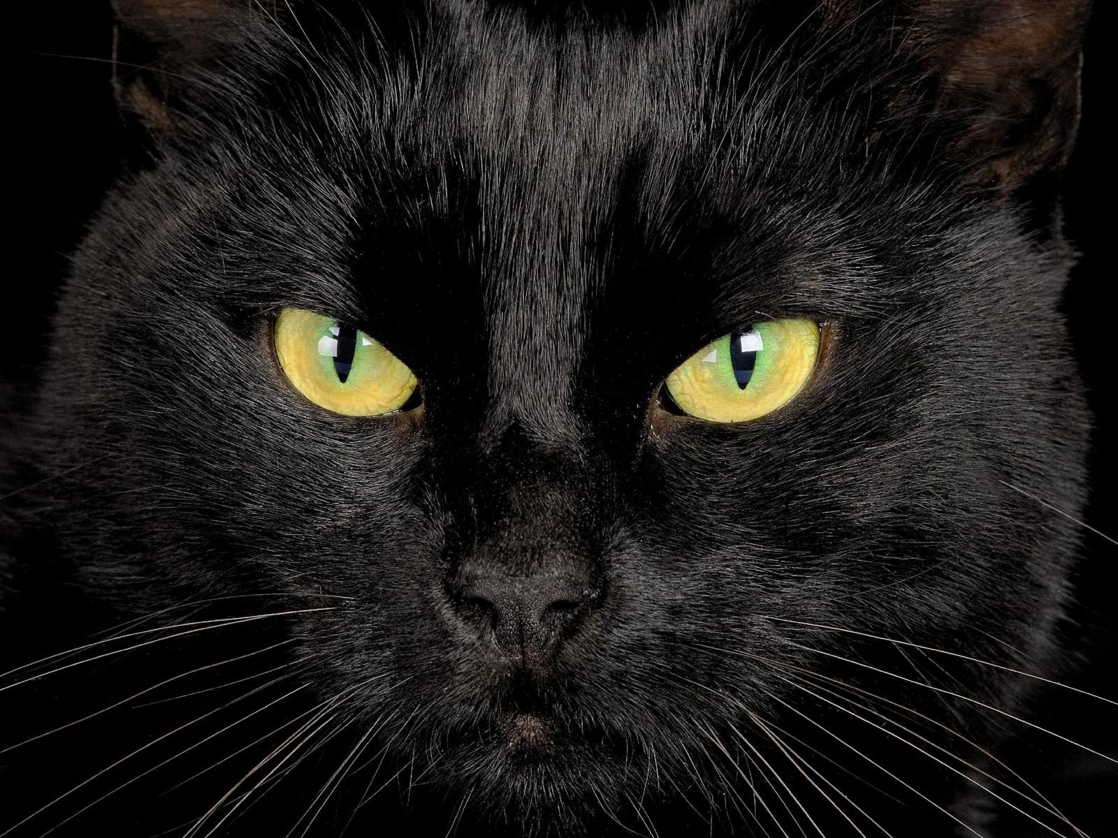 1600x1200 Black Cat With Yellow Eyes Desktop Wallpaper Hd0 :