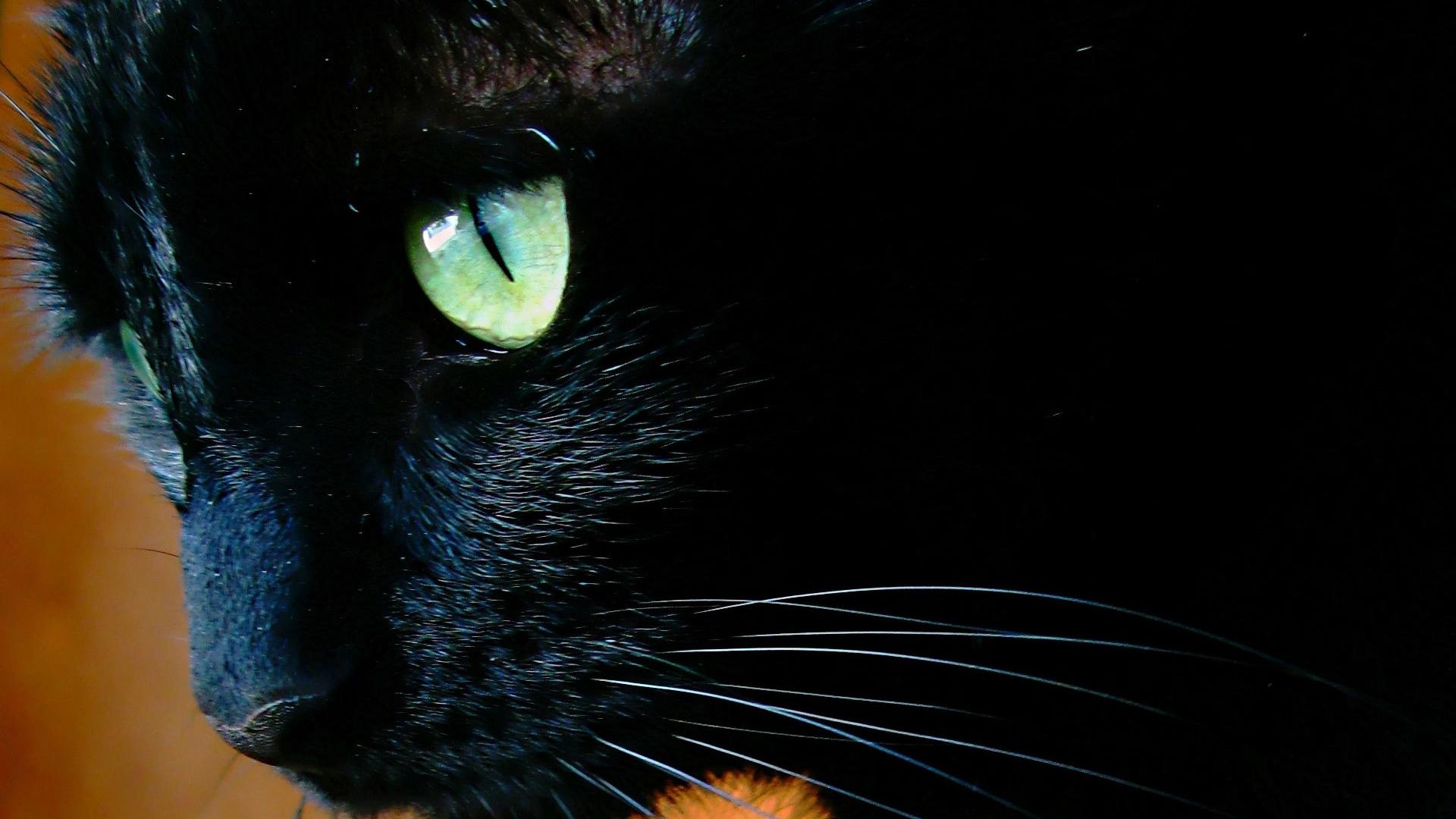 1920x1080 Black cat with green eyes close up Desktop wallpaper 1920x1080