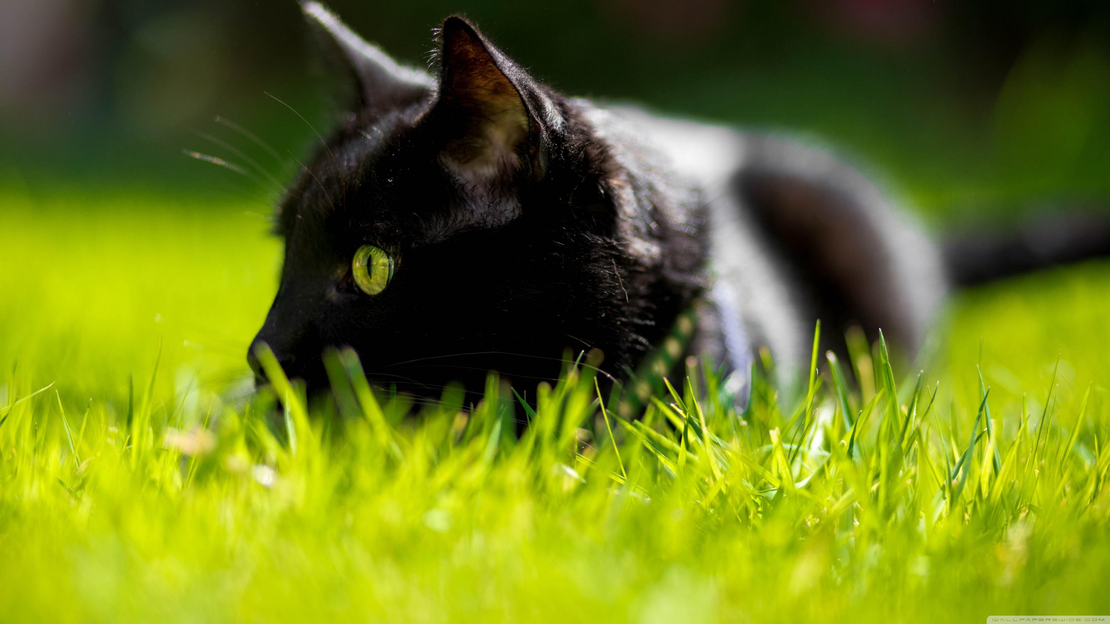 3554x1999 Cat With Green Eyes Ultra HD Desktop Background Wallpaper for 4K UHD TV : Widescreen & UltraWide Desktop & Laptop : Tablet