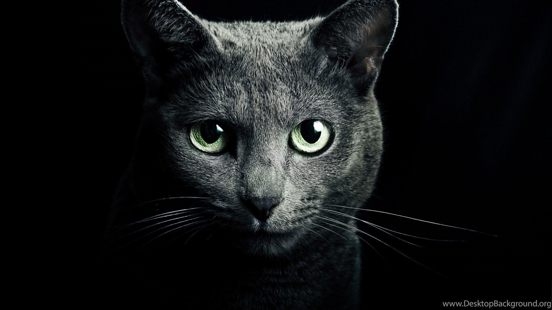 1920x1080 Black Cats With Green Eyes Wallpaper Wallpaper. Desktop Background