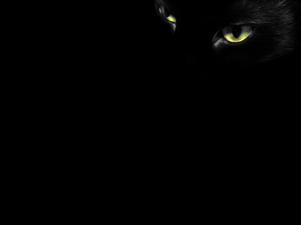 1024x768 Black Kittens With Green Eyes Wallpaper