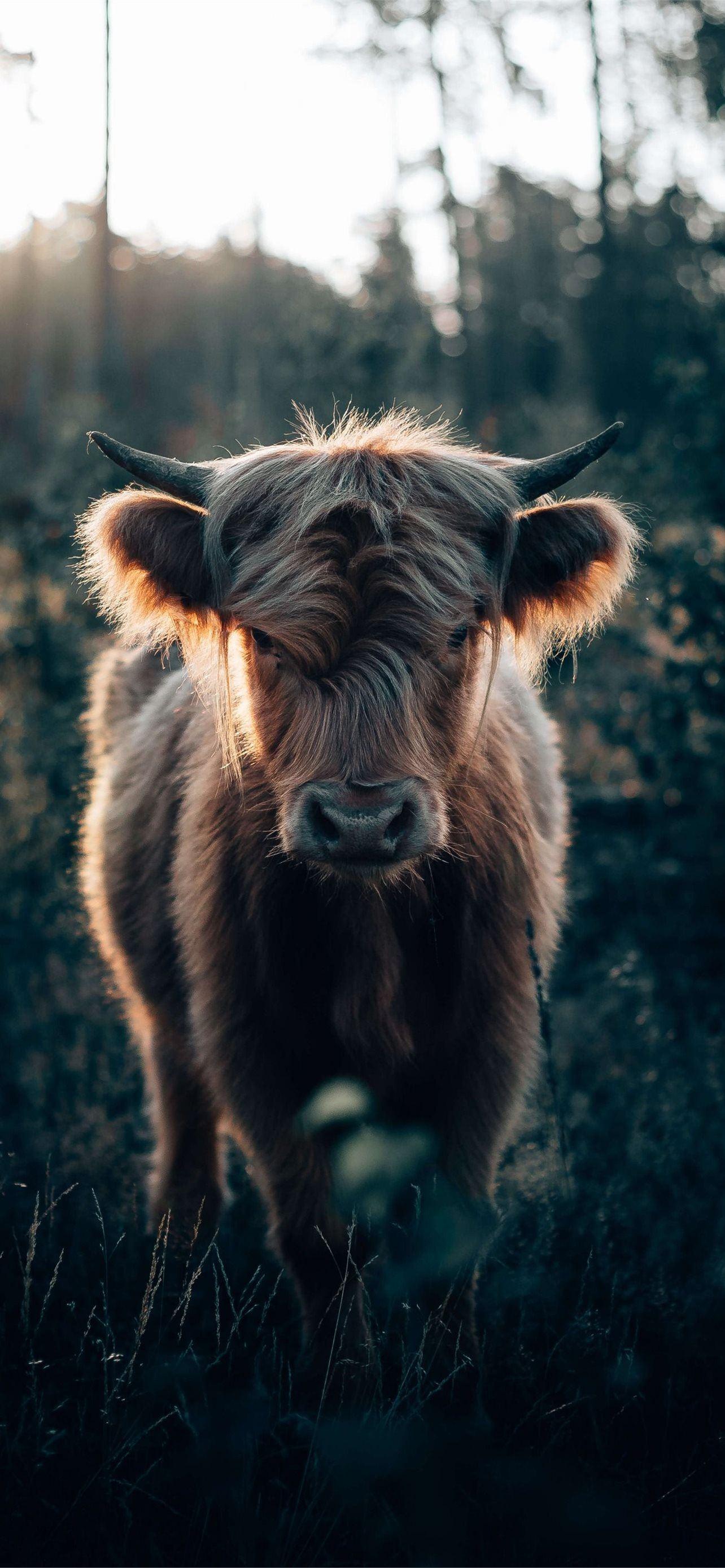 1284x2778 highland cow iPhone Wallpaper Free Download