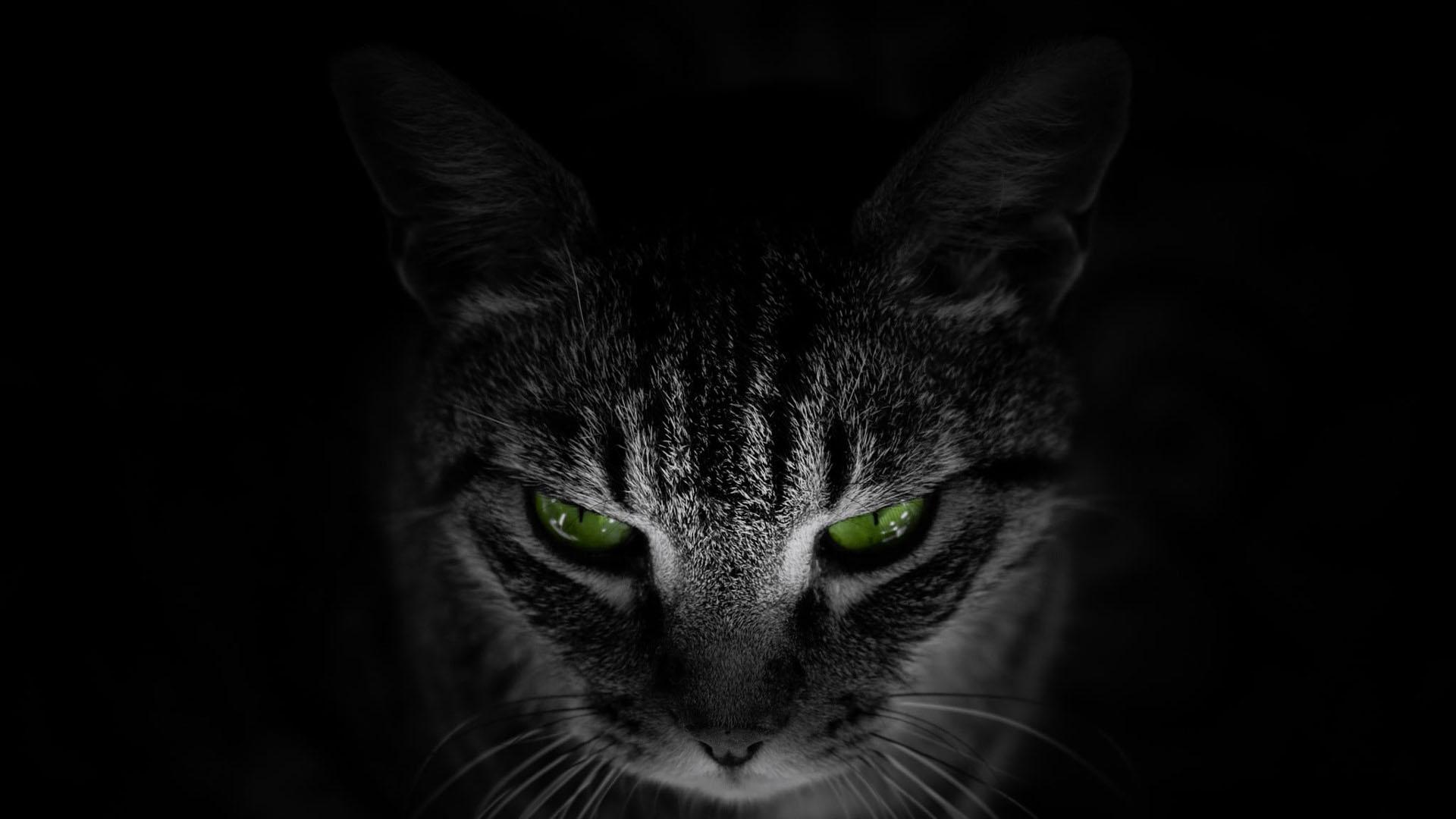 Black Cat With Green Eyes Wallpapers Top Free Black Cat With Green