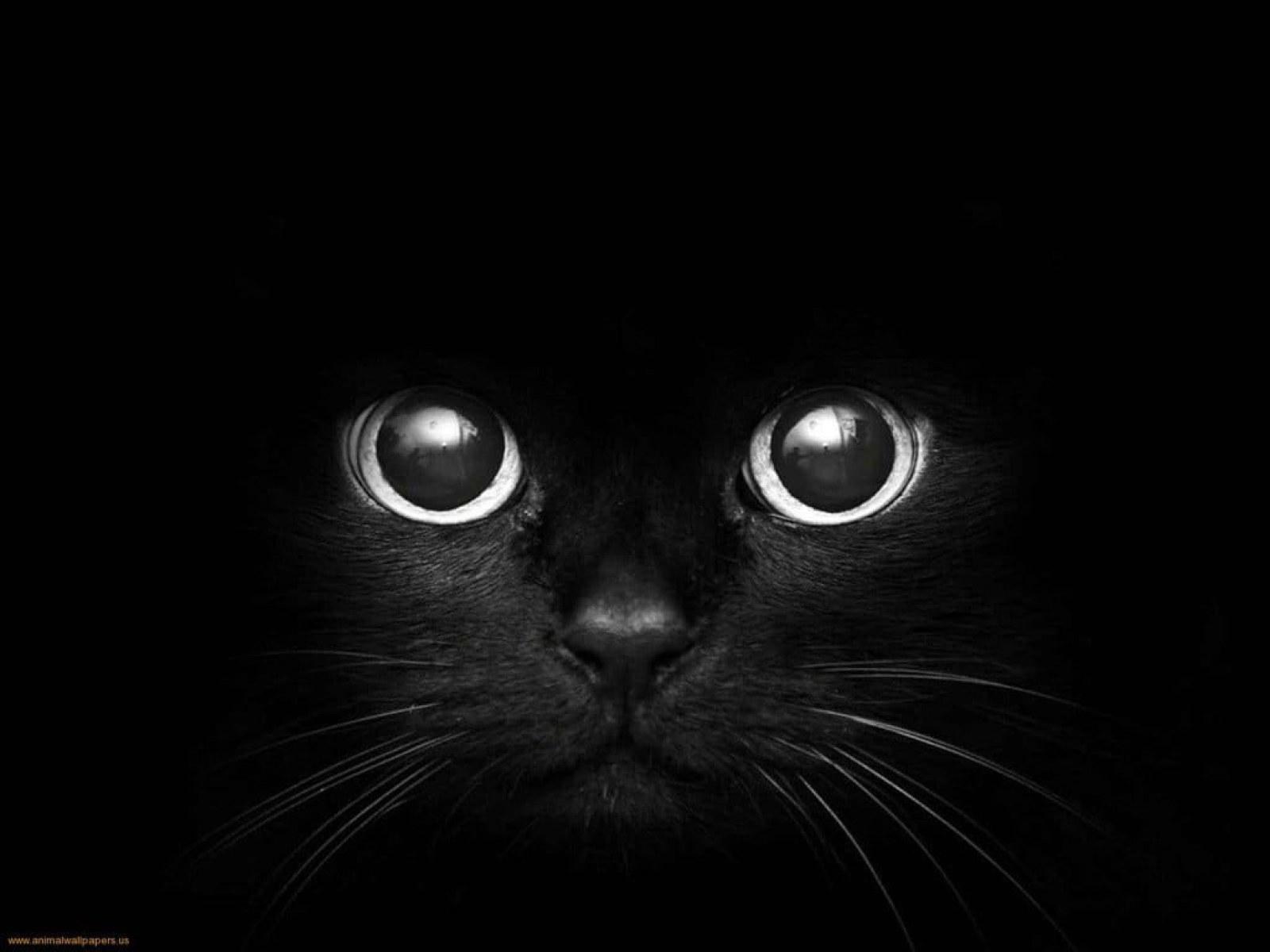 1600x1200 Black cat digital wallpaper, monochrome, dark, animals, black background • Wallpaper For You HD Wallpaper For Desktop & Mobile