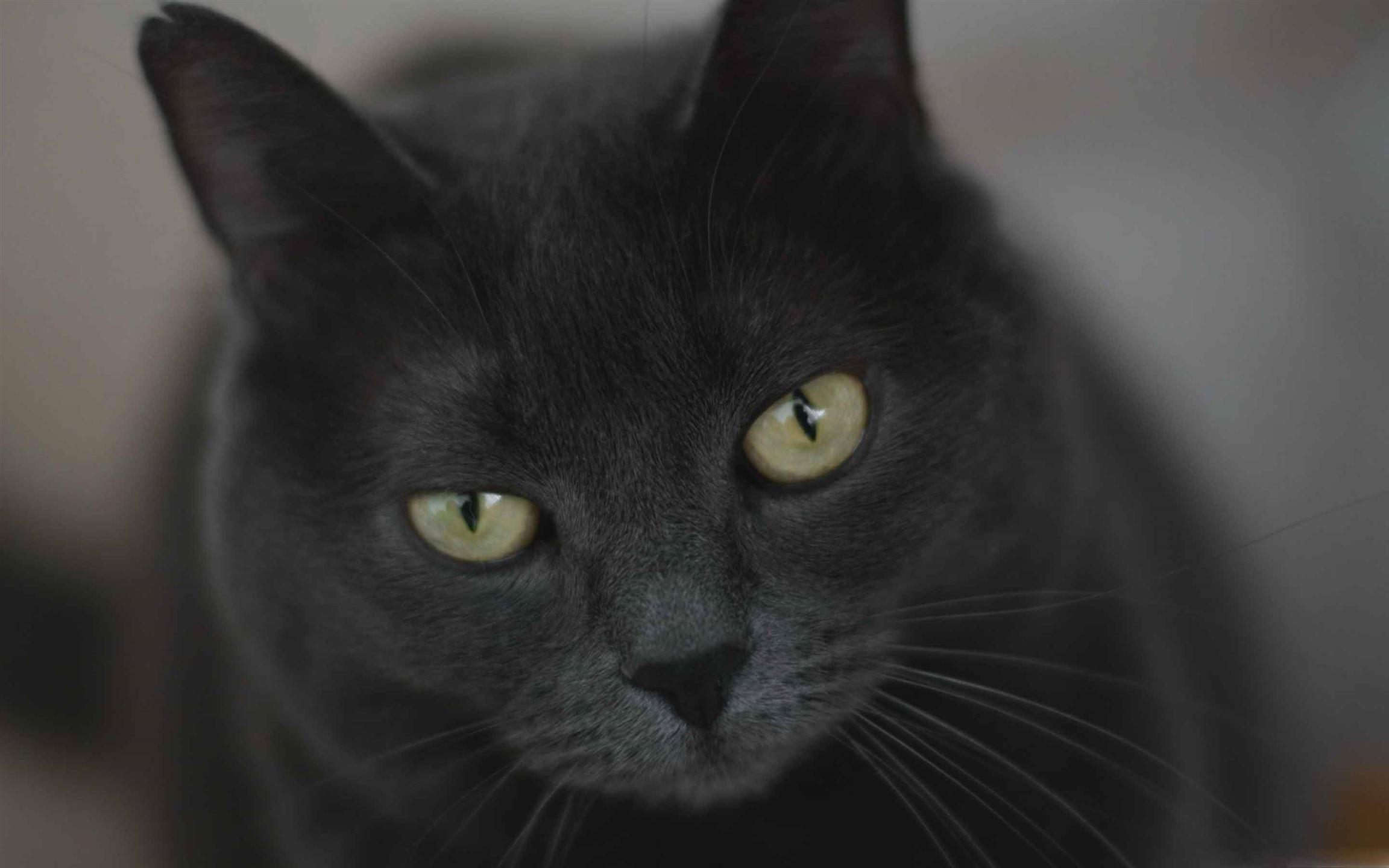 2304x1440 Gray Cat With Green Eyes MacBook Air Wallpaper Download