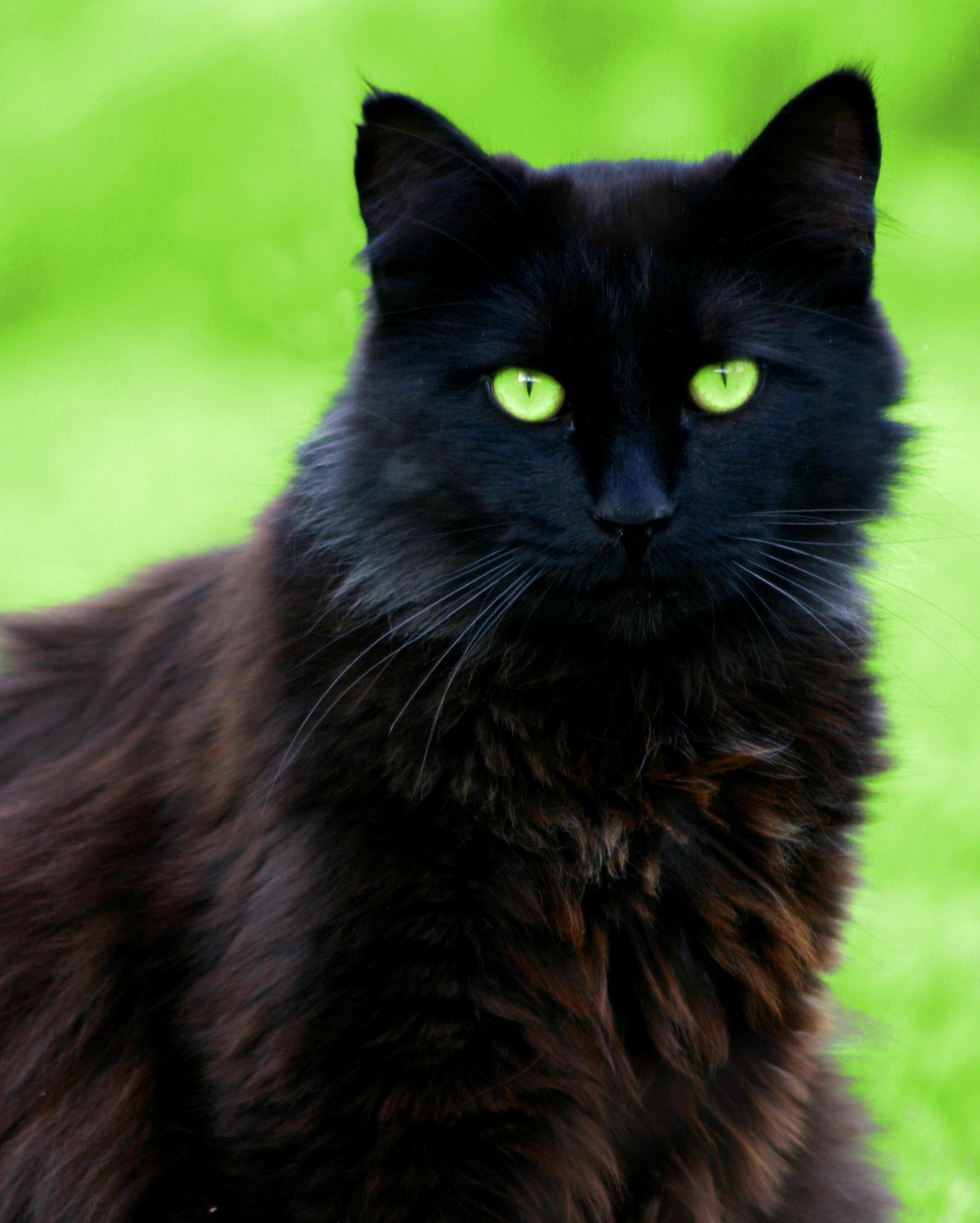 1657x2067 User Blog:Corruptiion Possible Coding. Animal Groups Roleplay