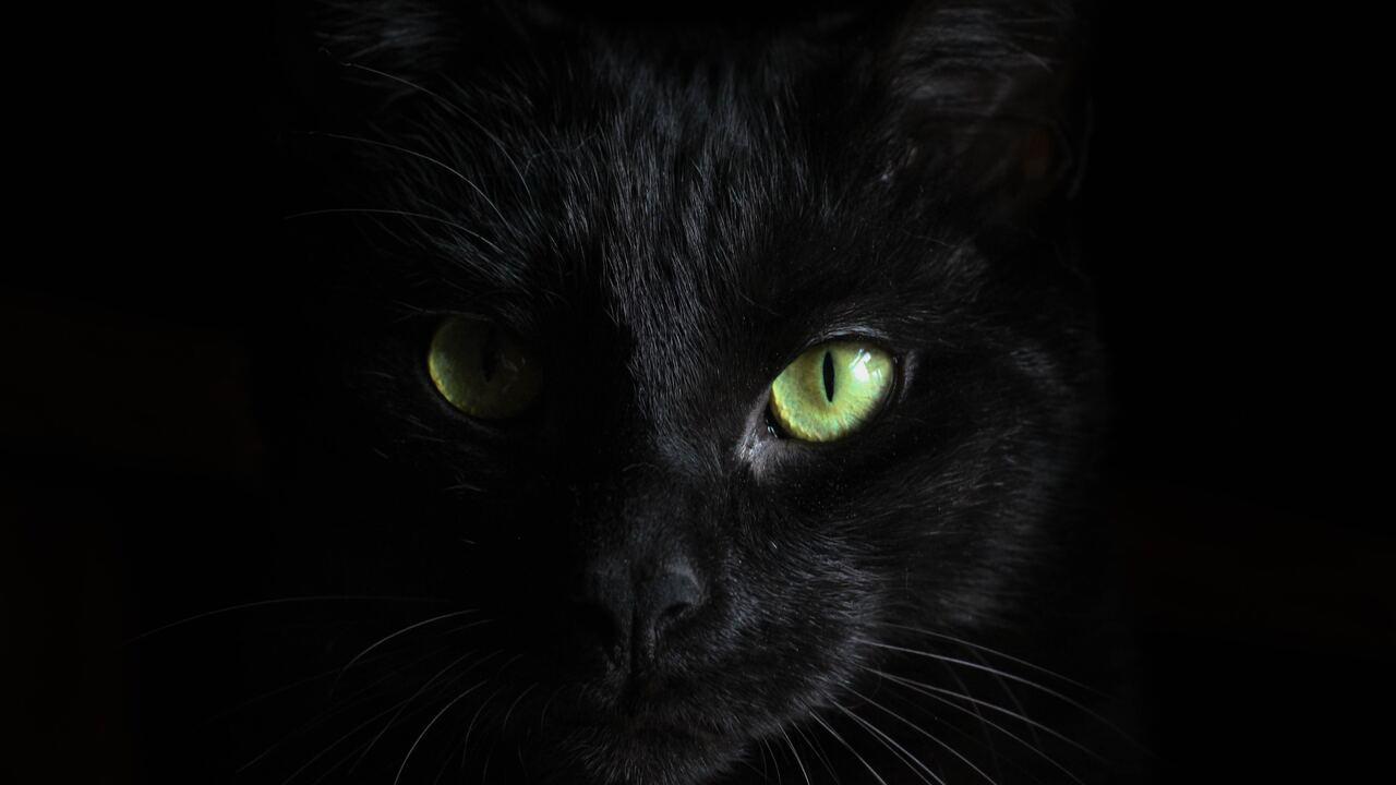 1280x720 Black Cat Green Eyes 720P HD 4k Wallpaper, Image, Background, Photo and Picture