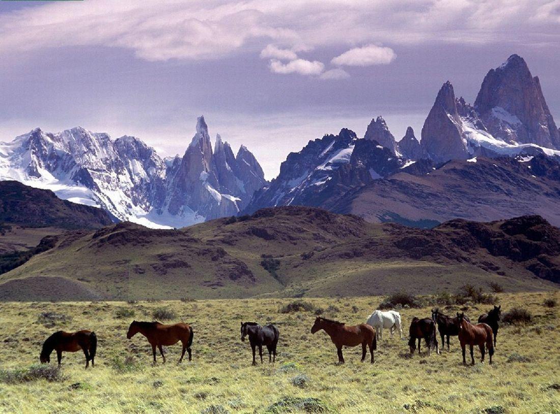 1100x813 Mongolia wallpaper Gallery