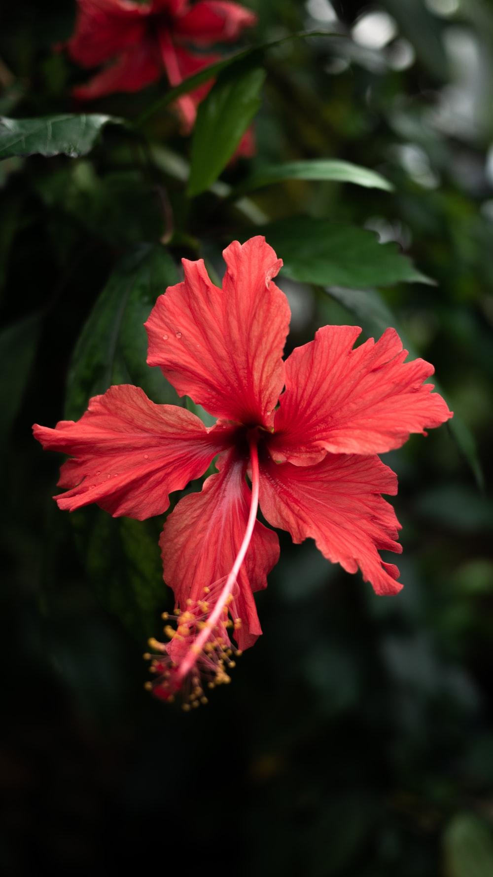 1000x1777 Hibiscus Flower Picture. Download Free Image