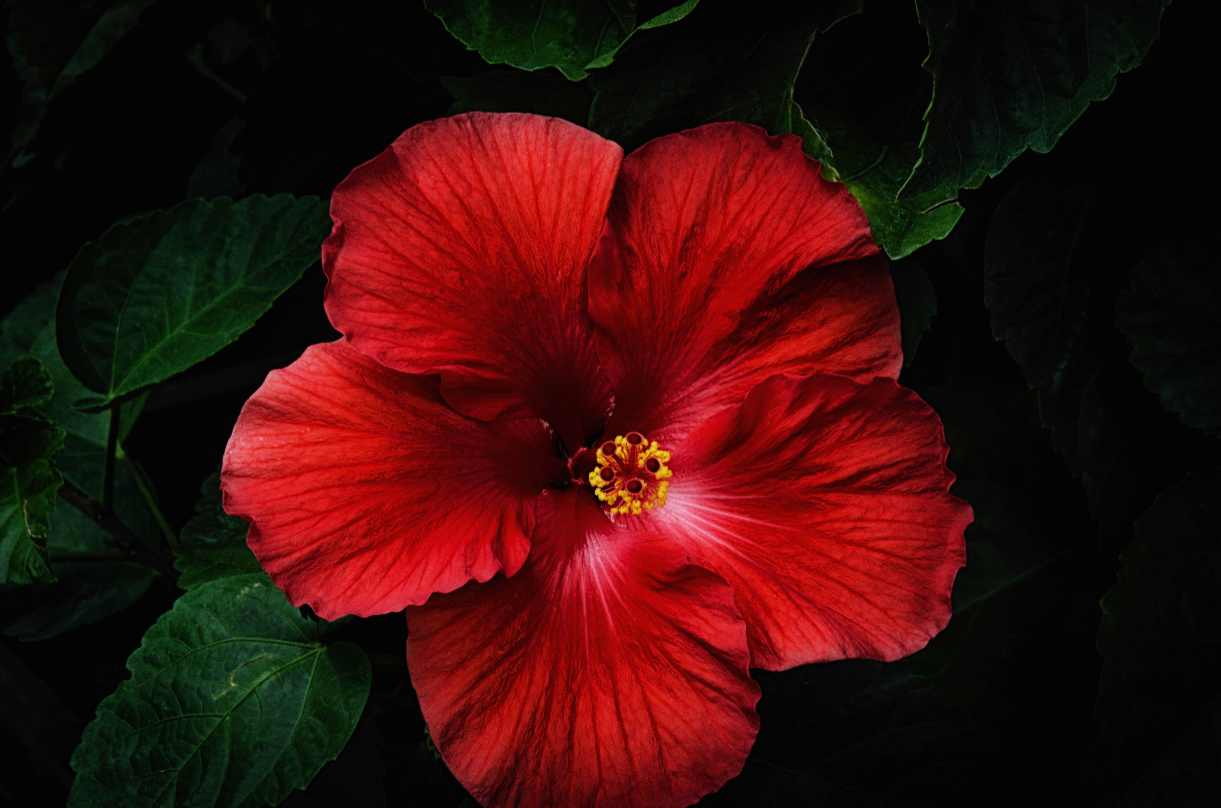 Red Hibiscus Wallpapers - Top Free Red Hibiscus Backgrounds