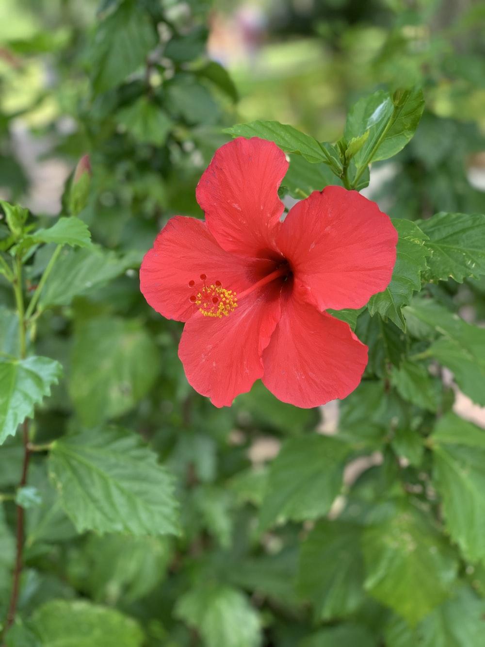1000x1333 Hibiscus Picture [HD]. Download Free Image