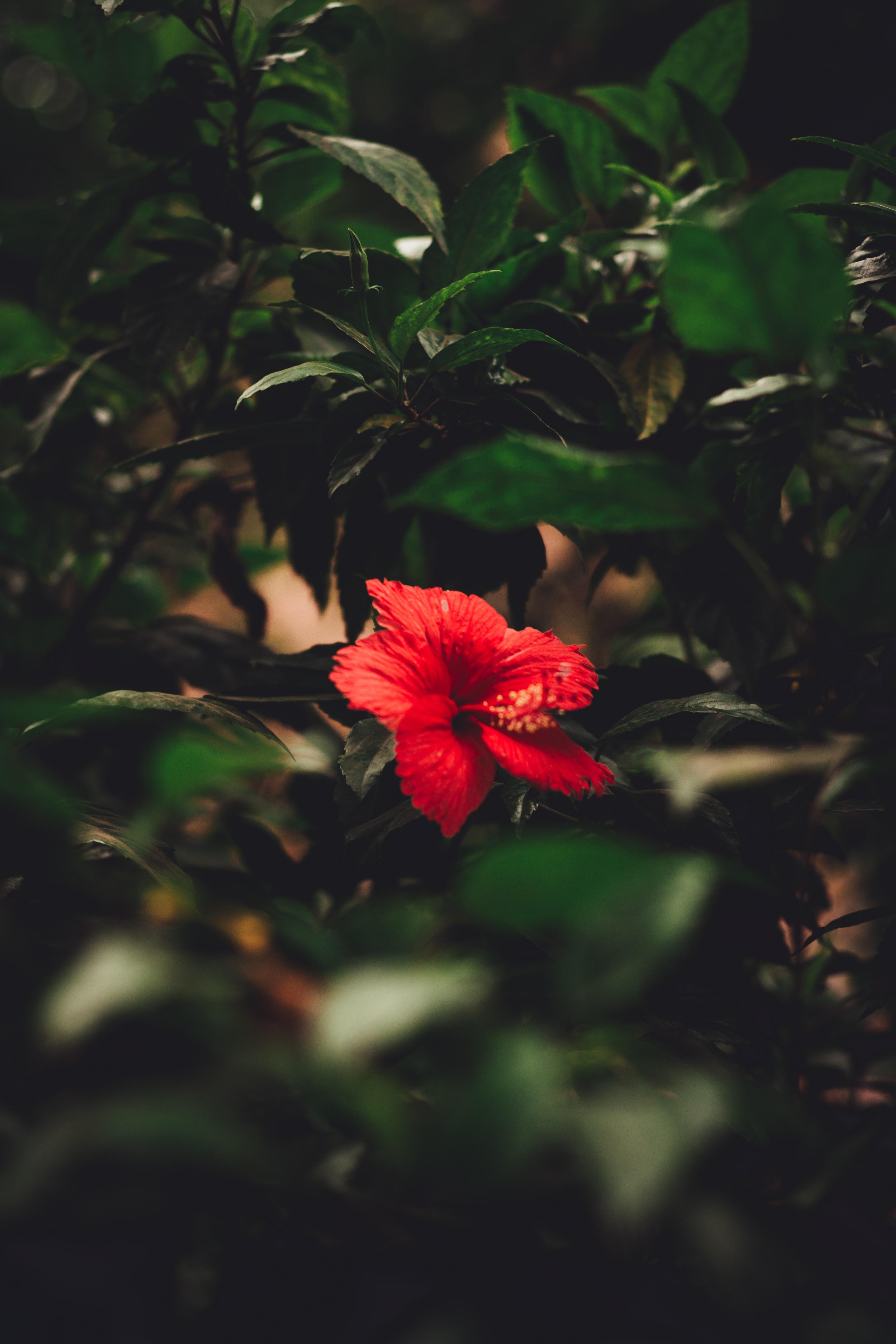 Red Hibiscus Wallpapers - Top Free Red Hibiscus Backgrounds