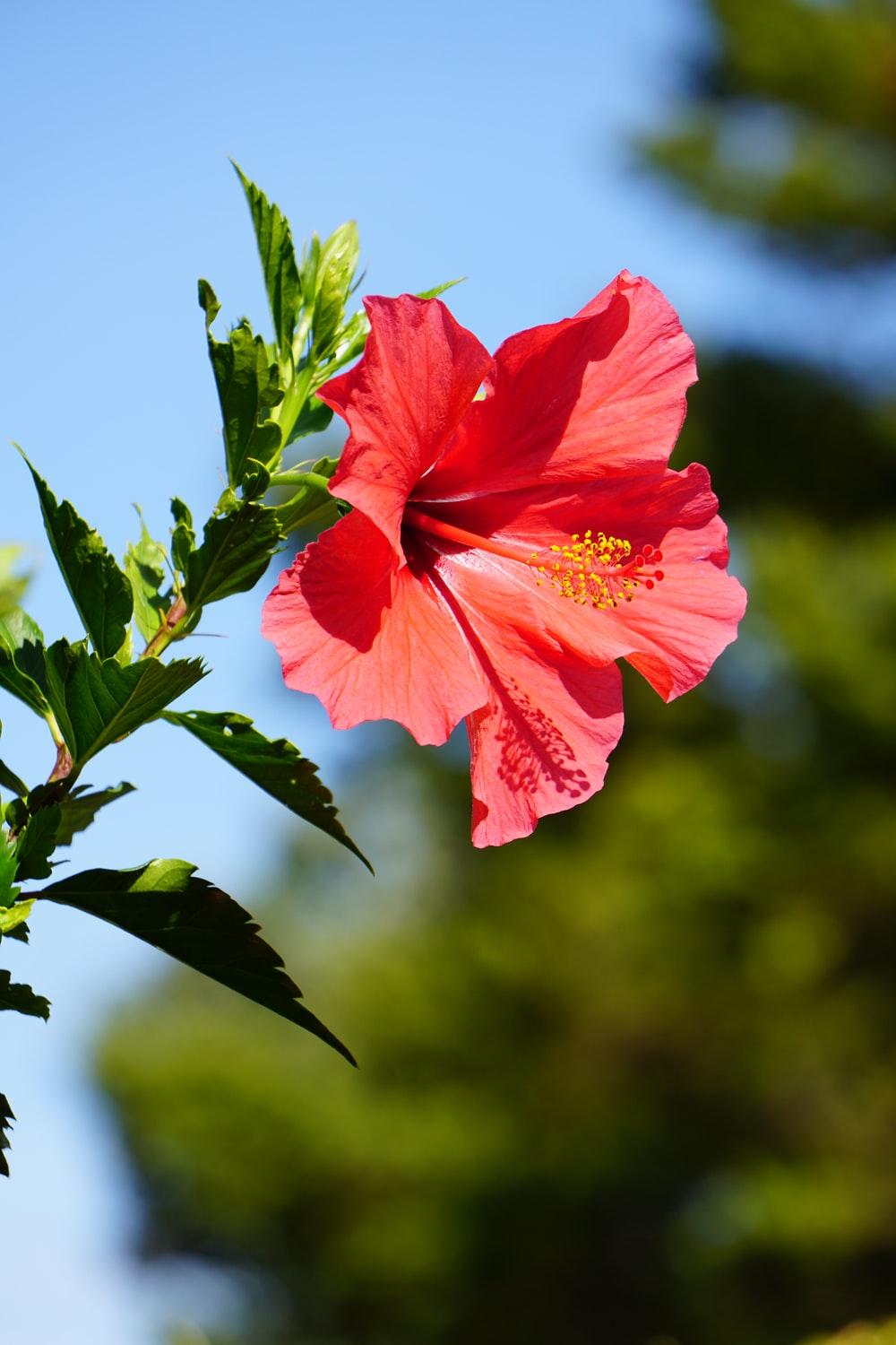 1000x1500 Hibiscus Picture [HD]. Download Free Image