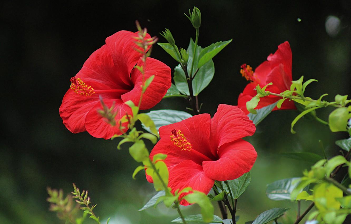 1332x850 Wallpaper Hibiscus, Red flowers, Hibiscus, Red flowers image for desktop, section цветы