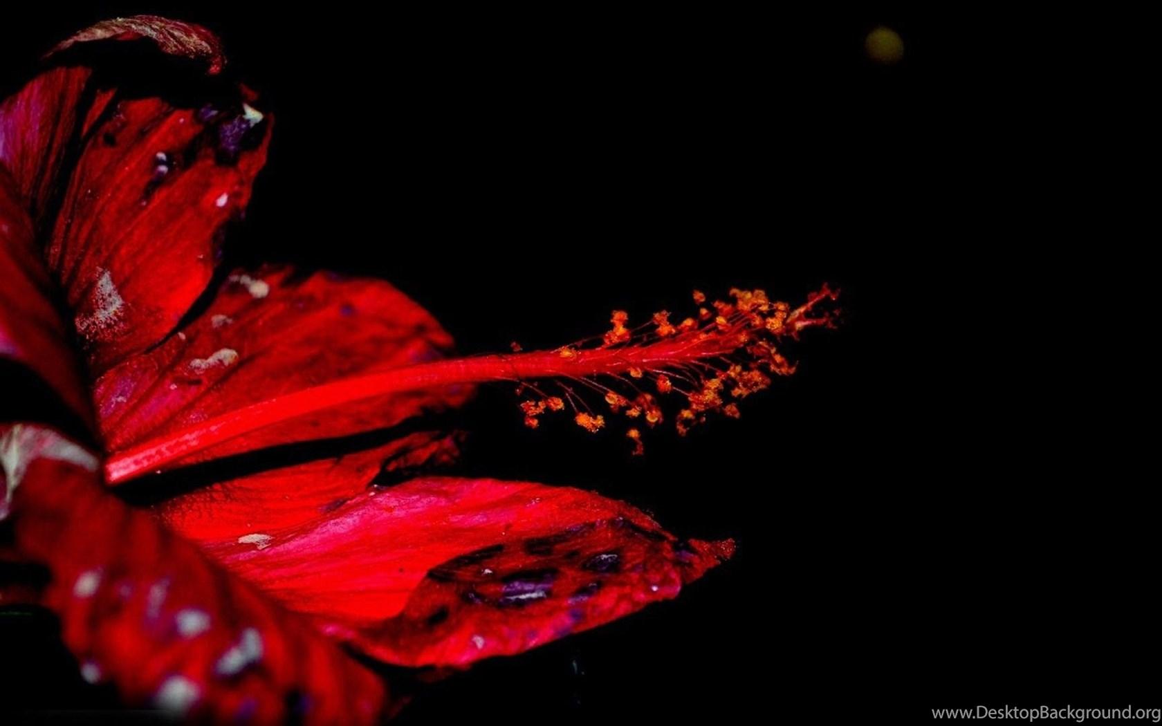 1680x1050 Red Hibiscus Wallpaper Free Wide HD Wallpaper Desktop Background