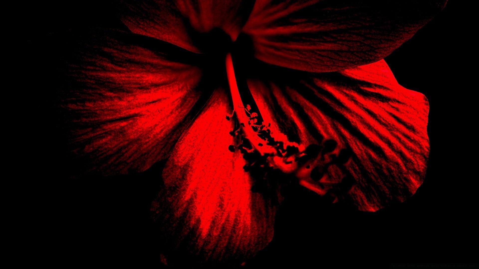 1920x1080 Red Hibiscus Flower Wallpaper