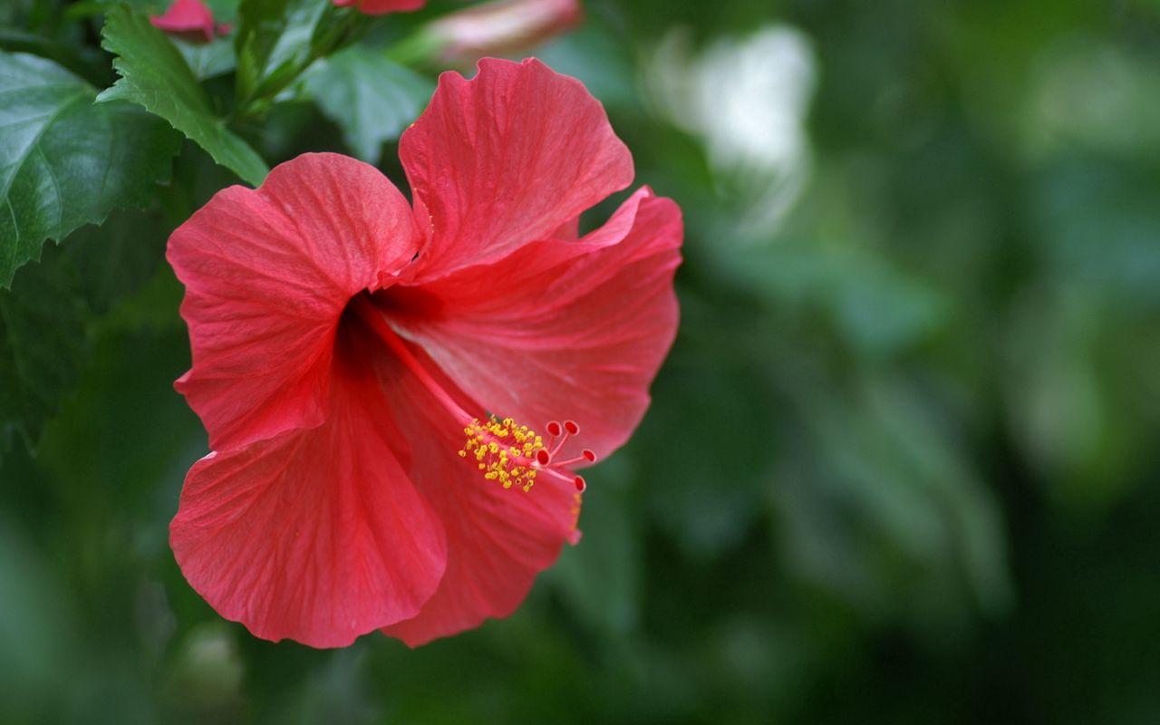 1280x800 Download wallpaper 1280x800 hibiscus, chinese rose, red widescreen 16:10 HD background