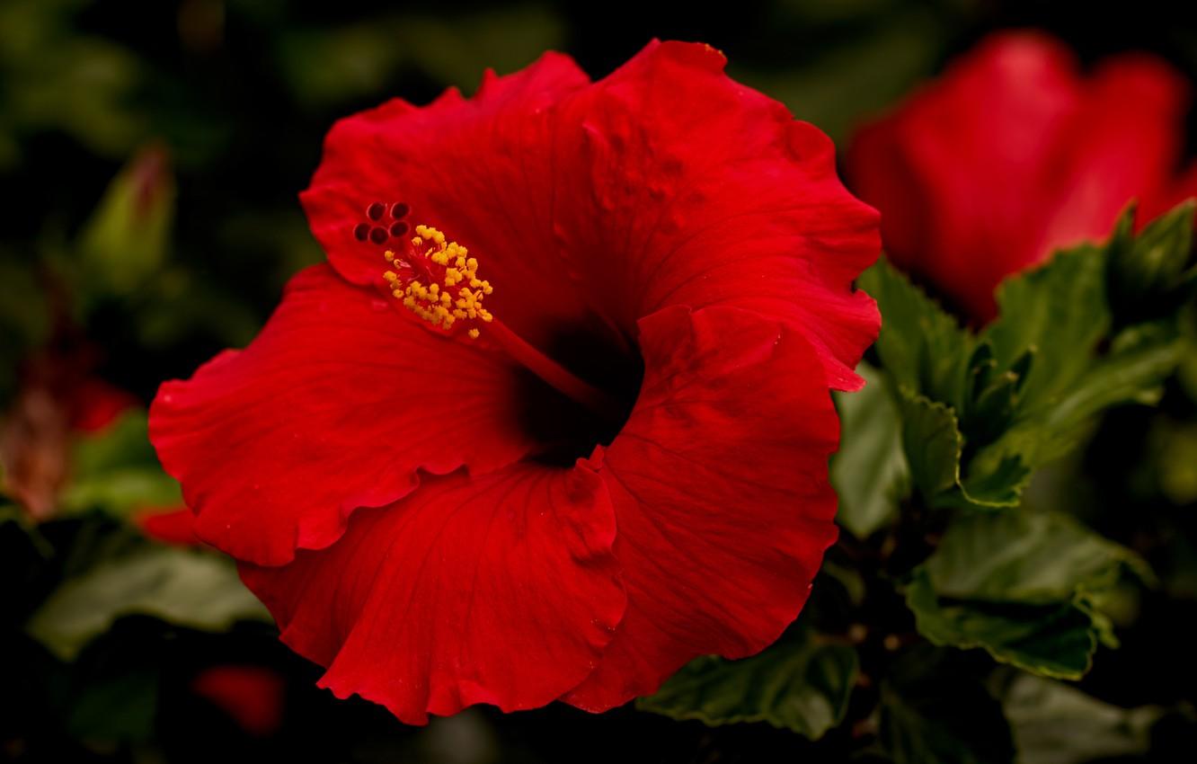 1332x850 Wallpaper macro, red, hibiscus image for desktop, section цветы