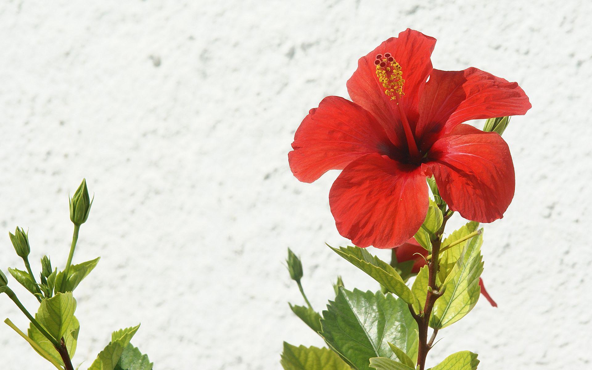 1920x1202 Red hibiscus