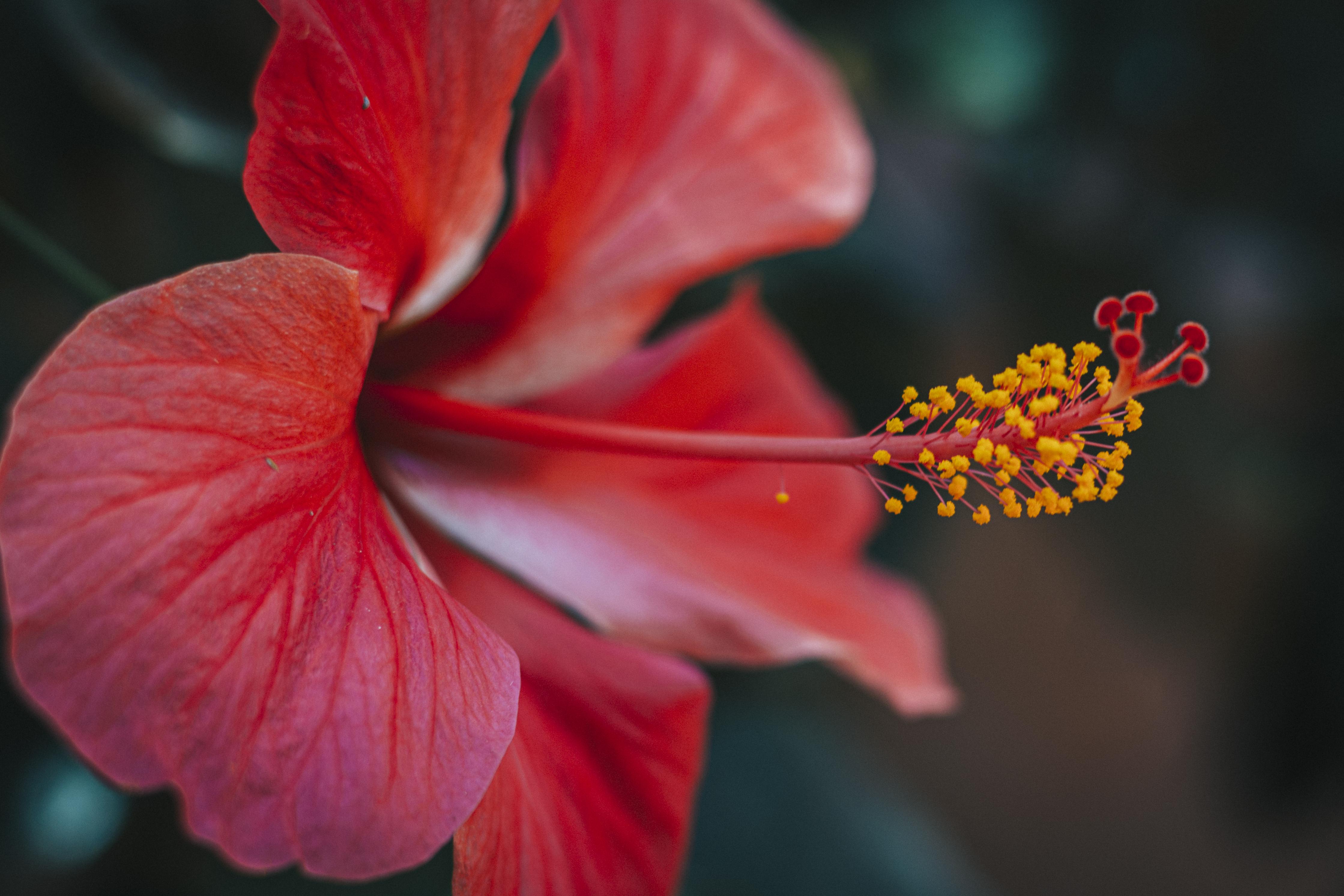 4477x2985 Red Hibiscus in Bloom · Free