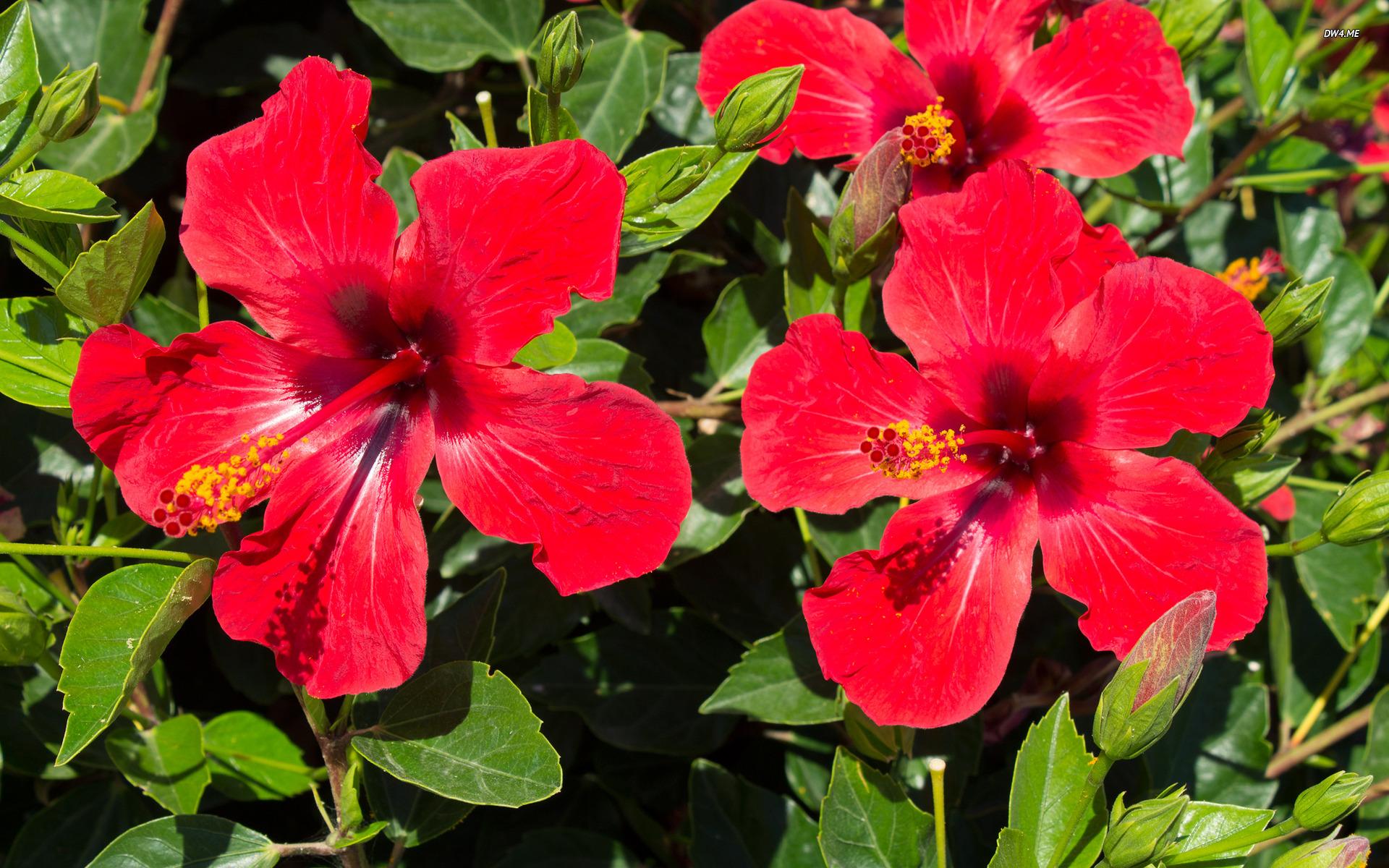 1920x1200 Free download Download Red Hibiscus Wallpaper Hibiscus Wallpaper [1920x1200 [1920x1200] for your Desktop, Mobile & Tablet. Explore Red Hibiscus Wallpaper Border. Red and Blue Wallpaper, Solid Red Wallpaper Border