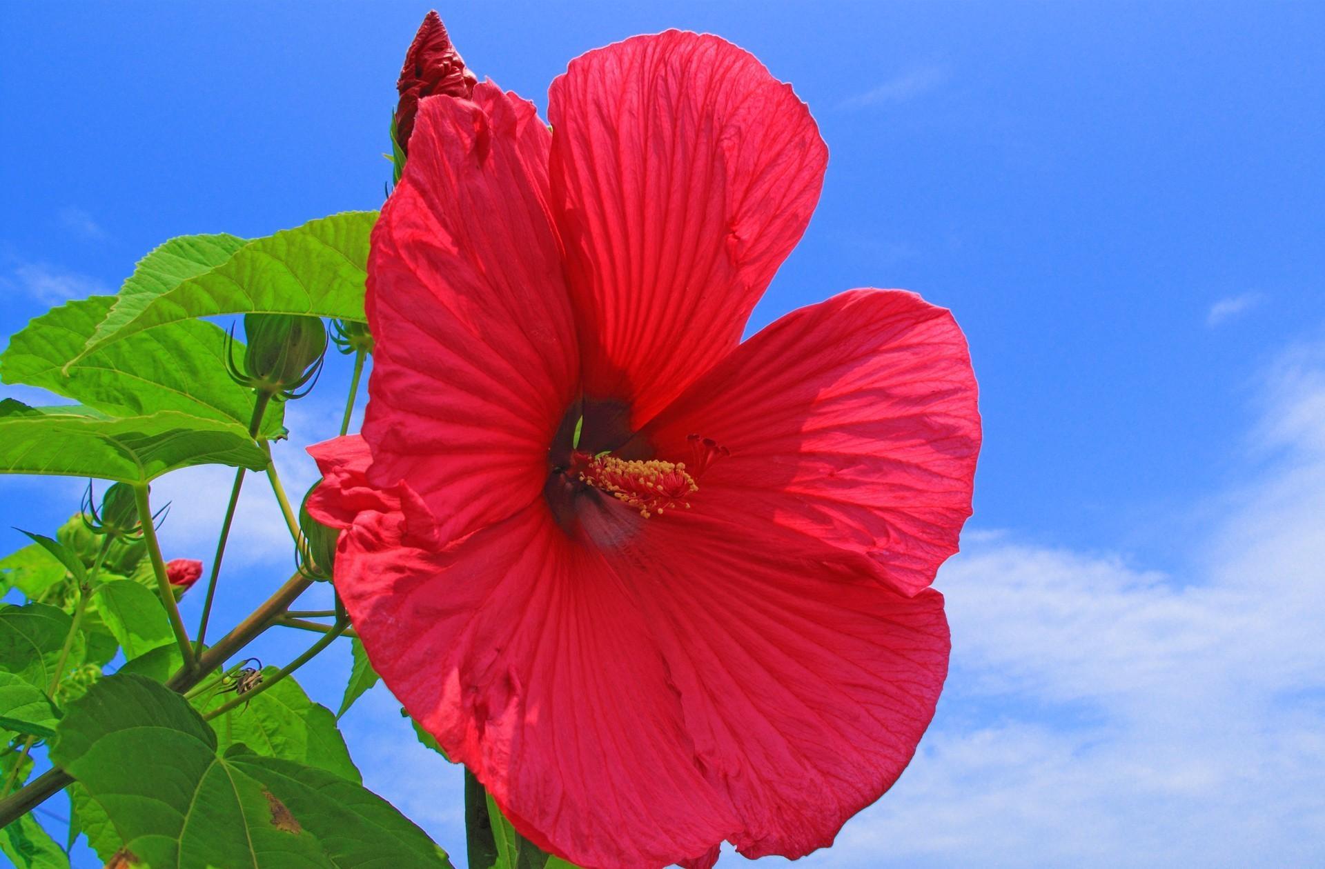 1920x1260 hibiscus, red, bright 2560x1600 Resolution Wallpaper, HD Flowers 4K Wallpaper, Image, Photo and Background