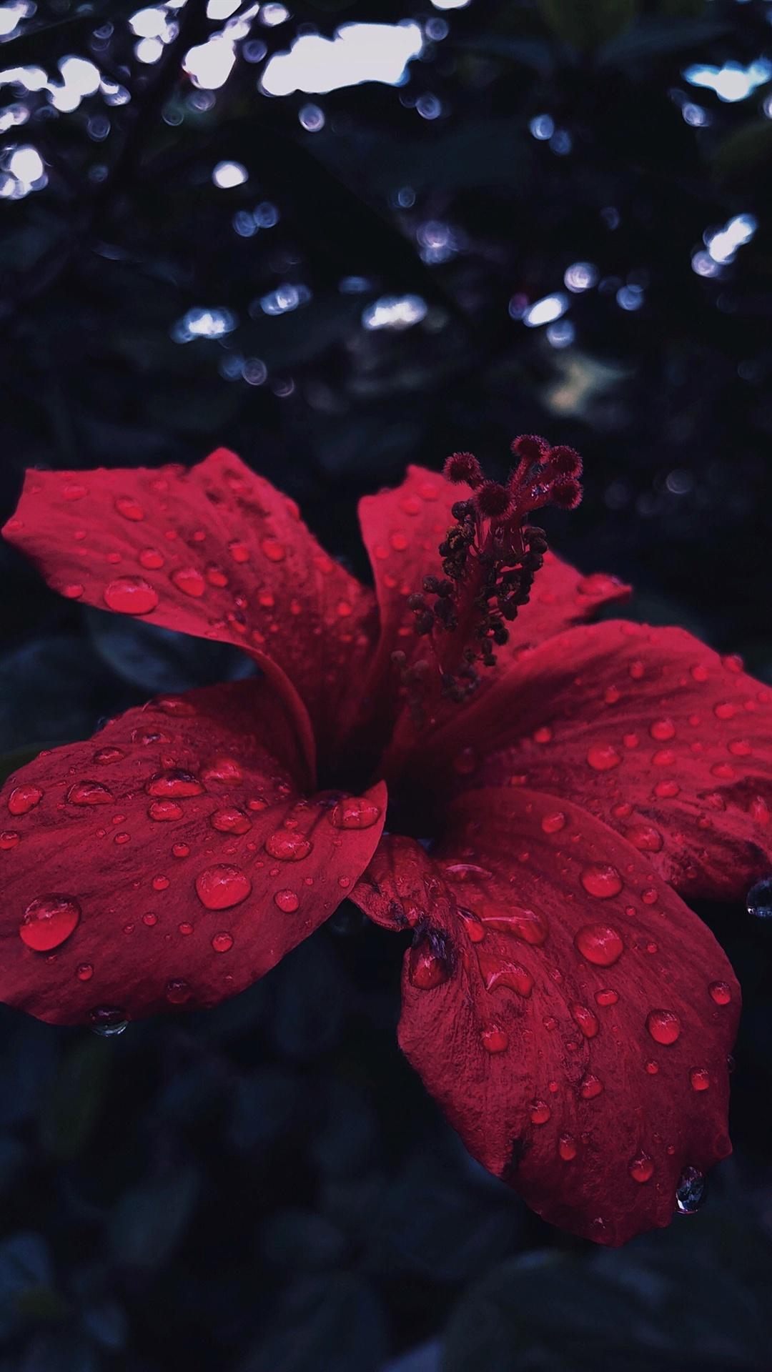 1080x1920 Red hibiscus flower, water droplets iPhone X 3GS wallpaper download