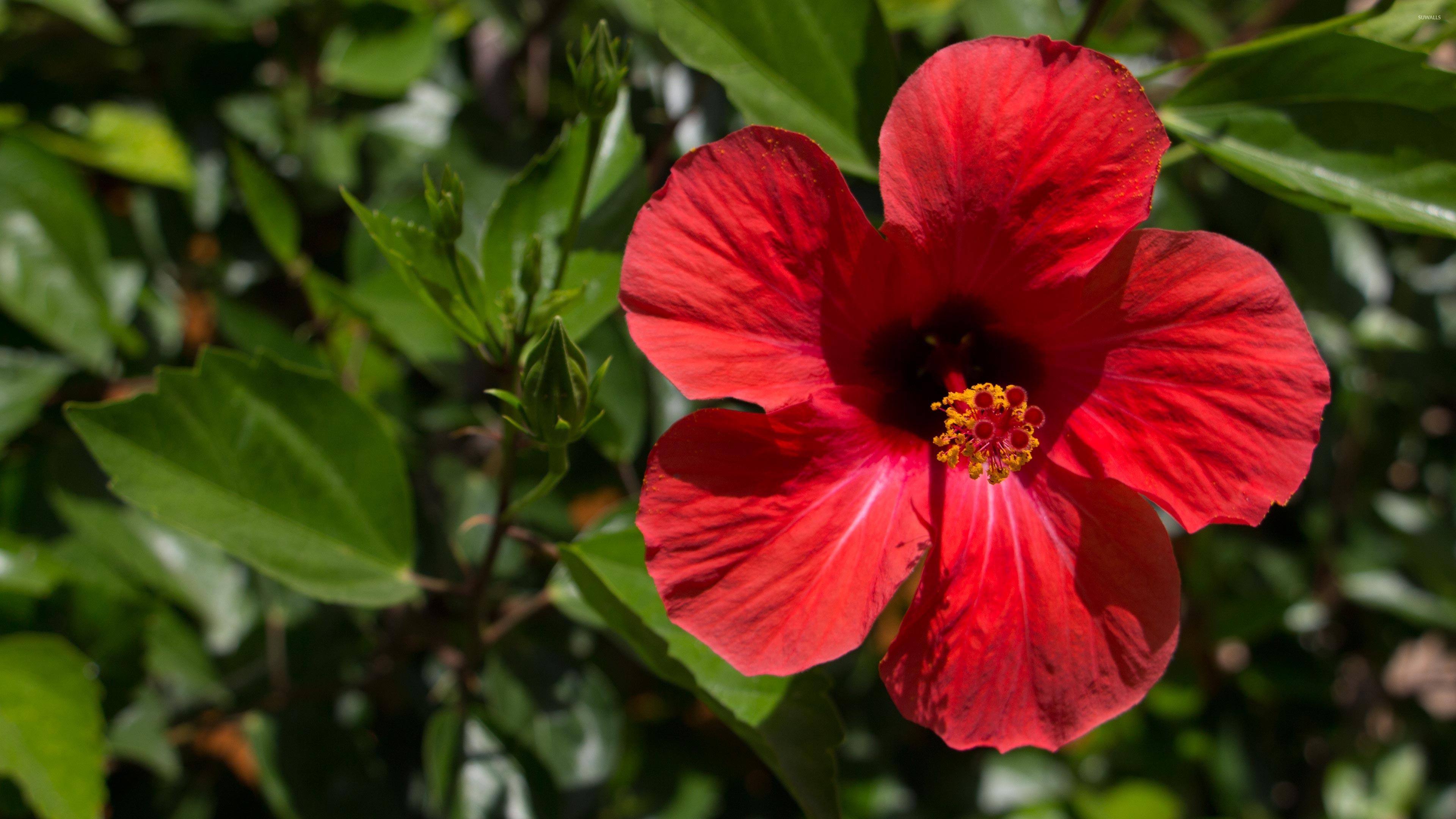 3840x2160 Red Hibiscus blossom in the afternoon sun wallpaper wallpaper