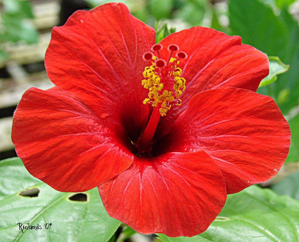1024x830 Red Hibiscus. Hibiscus plant, Hibiscus flowers, Hibiscus rosa sinensis