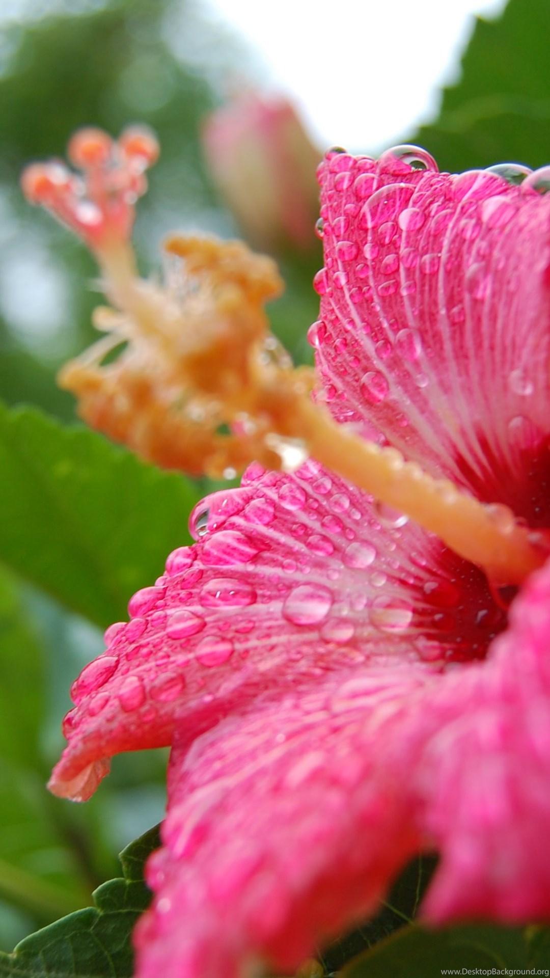 1080x1920 Red hibiscus flower Desktop Background