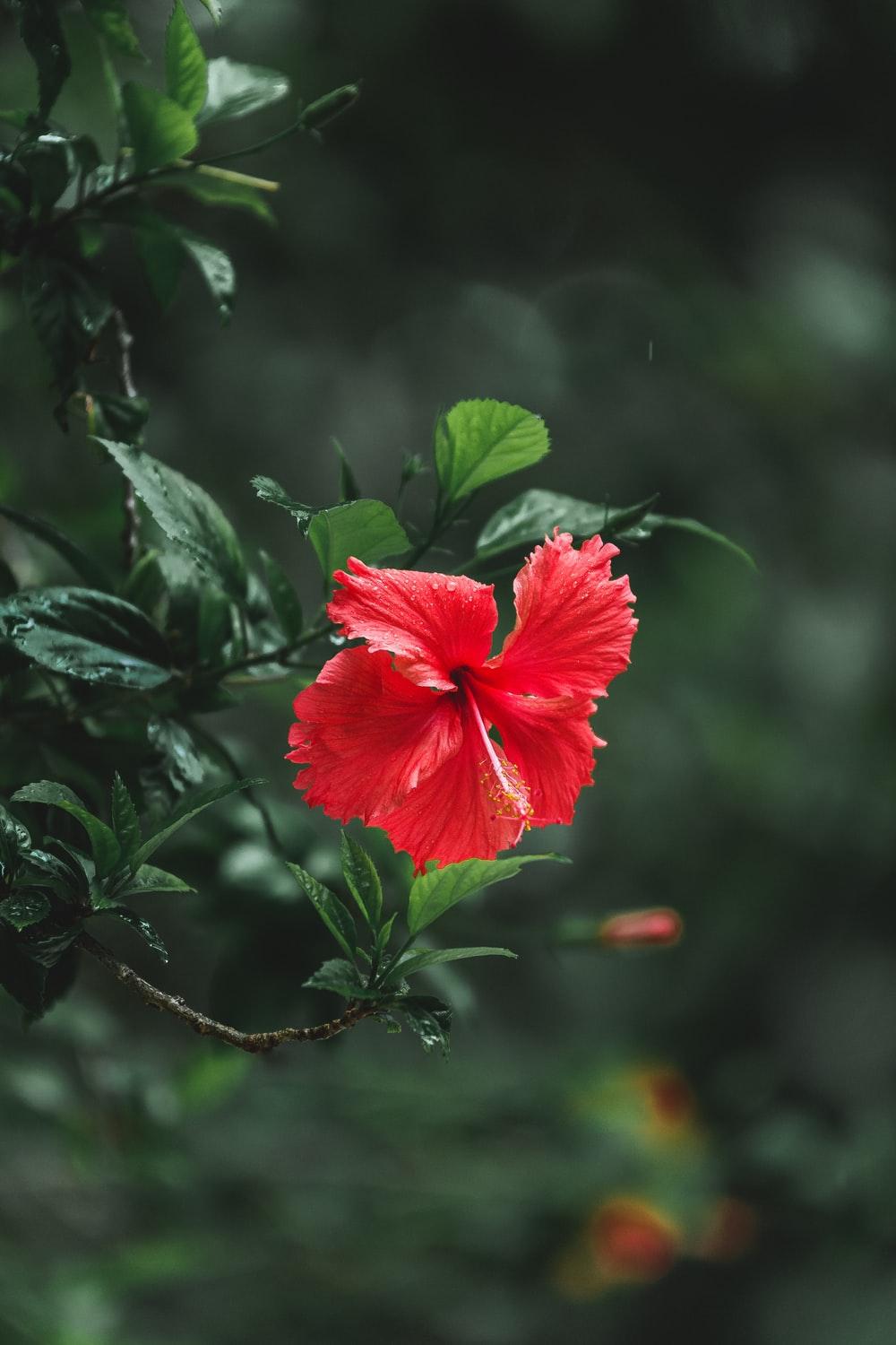 1000x1500 red hibiscus in bloom during daytime photo