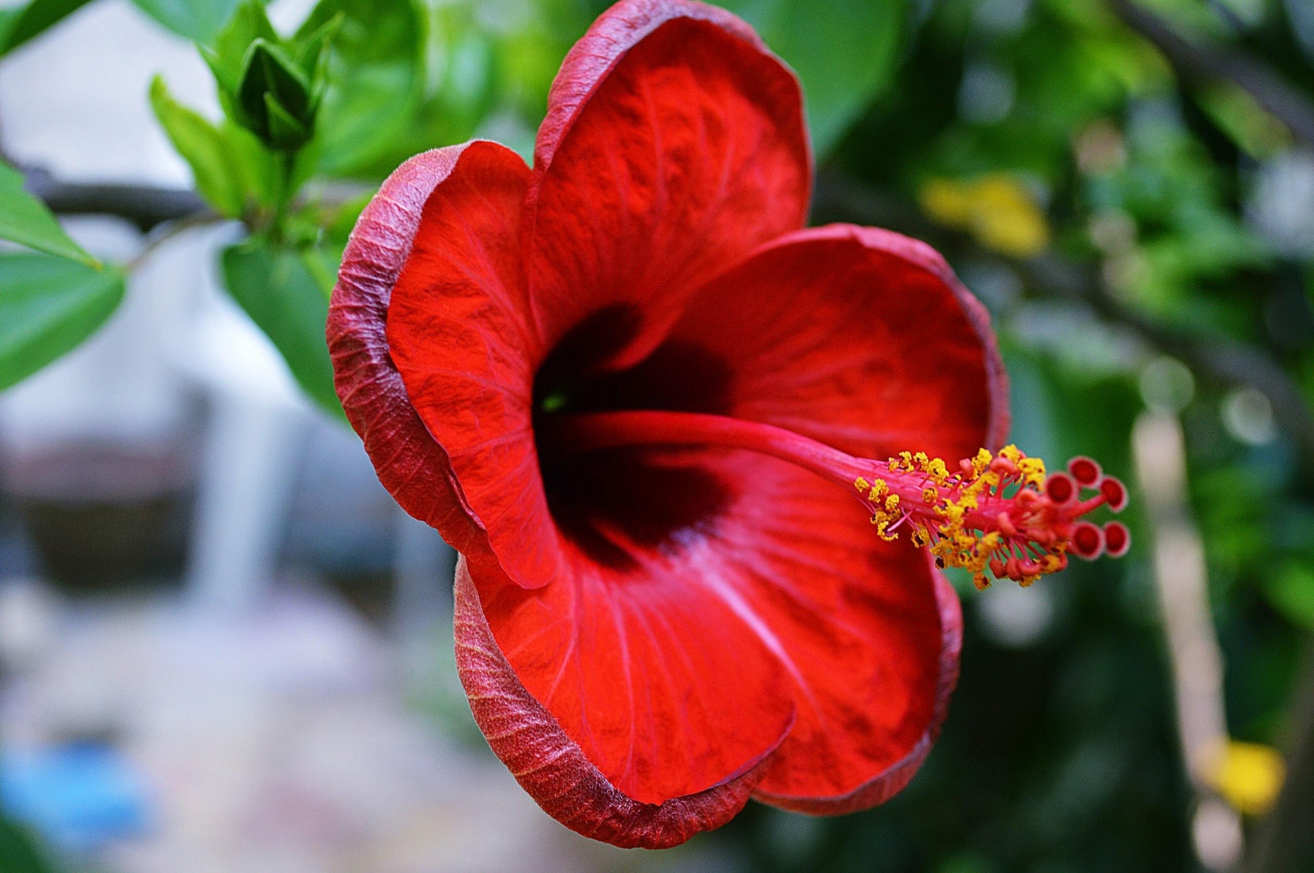 2560x1700 Download 2560x1700 Red Hibiscus, Close Up, Petals, Leaves Wallpaper For Chromebook Pixel