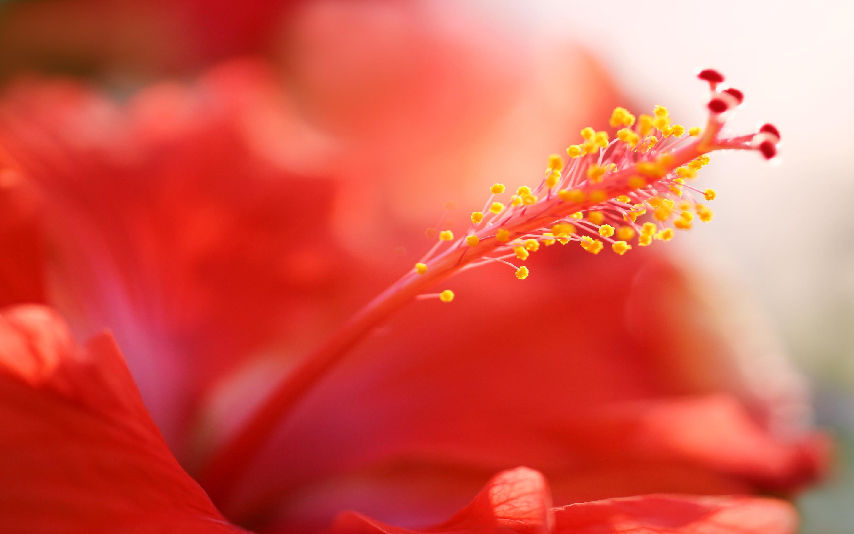 2880x1800 Red hibiscus