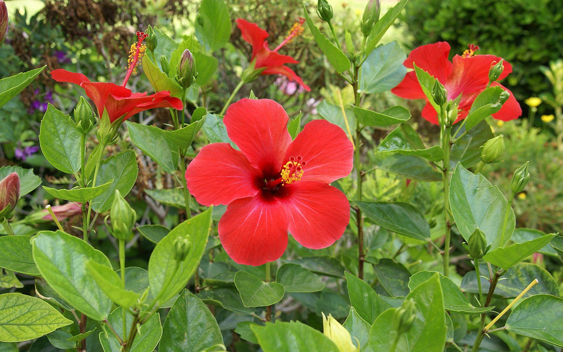 1920x1200 Red hibiscus wallpaper