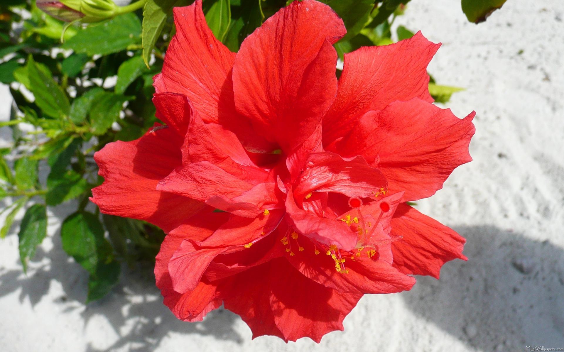1922x1200 MLeWallpaper.com Double Hibiscus