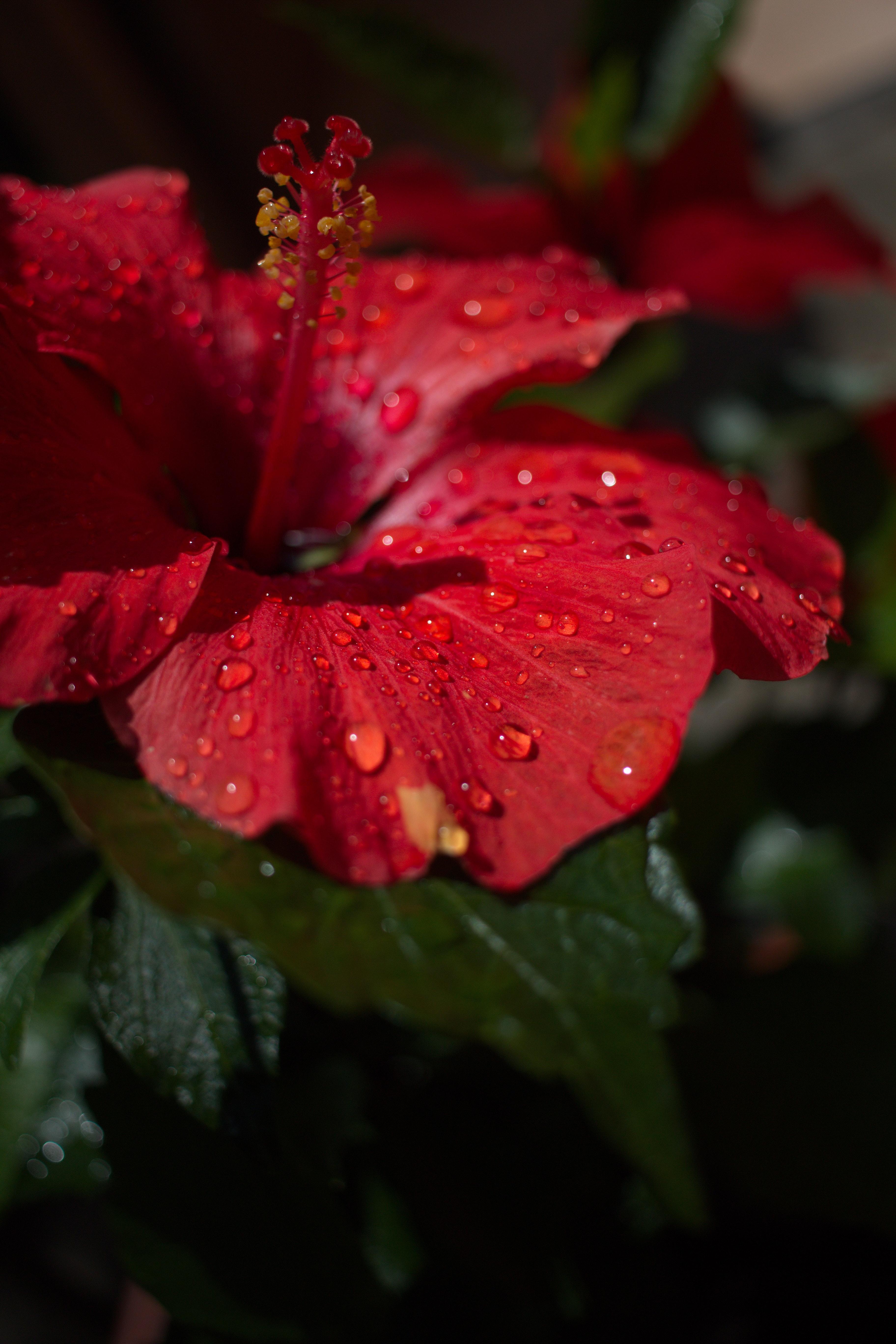 3648x5472 Bright red hibiscus flower in dew · Free