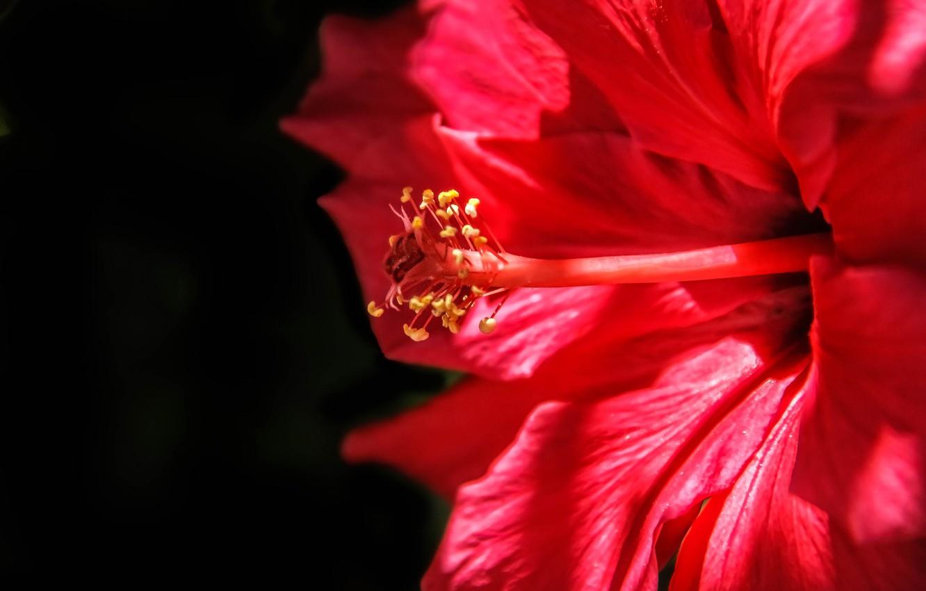1332x850 Wallpaper macro, red, hibiscus image for desktop, section цветы