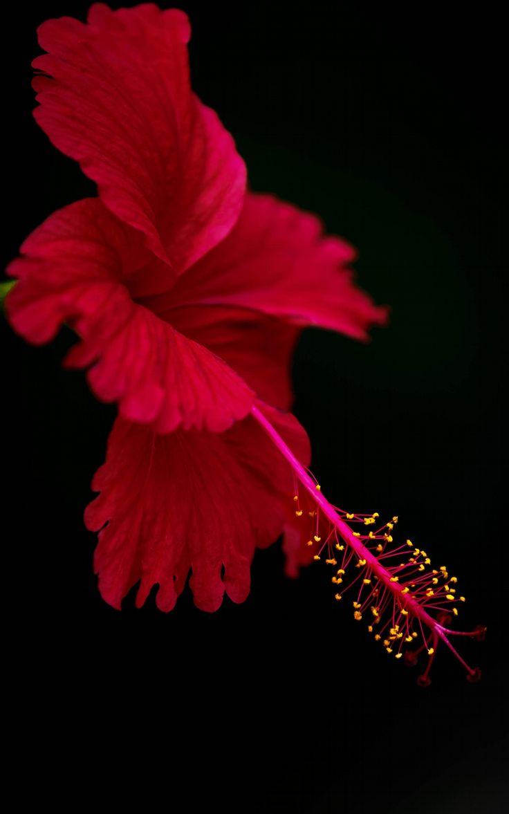 736x1177 Wet Hibiscus in Shadows Hibiscus flower taken in open air with a deeply shadowed b. Beautiful flowers wallpaper, Beautiful flowers, Sunflower picture